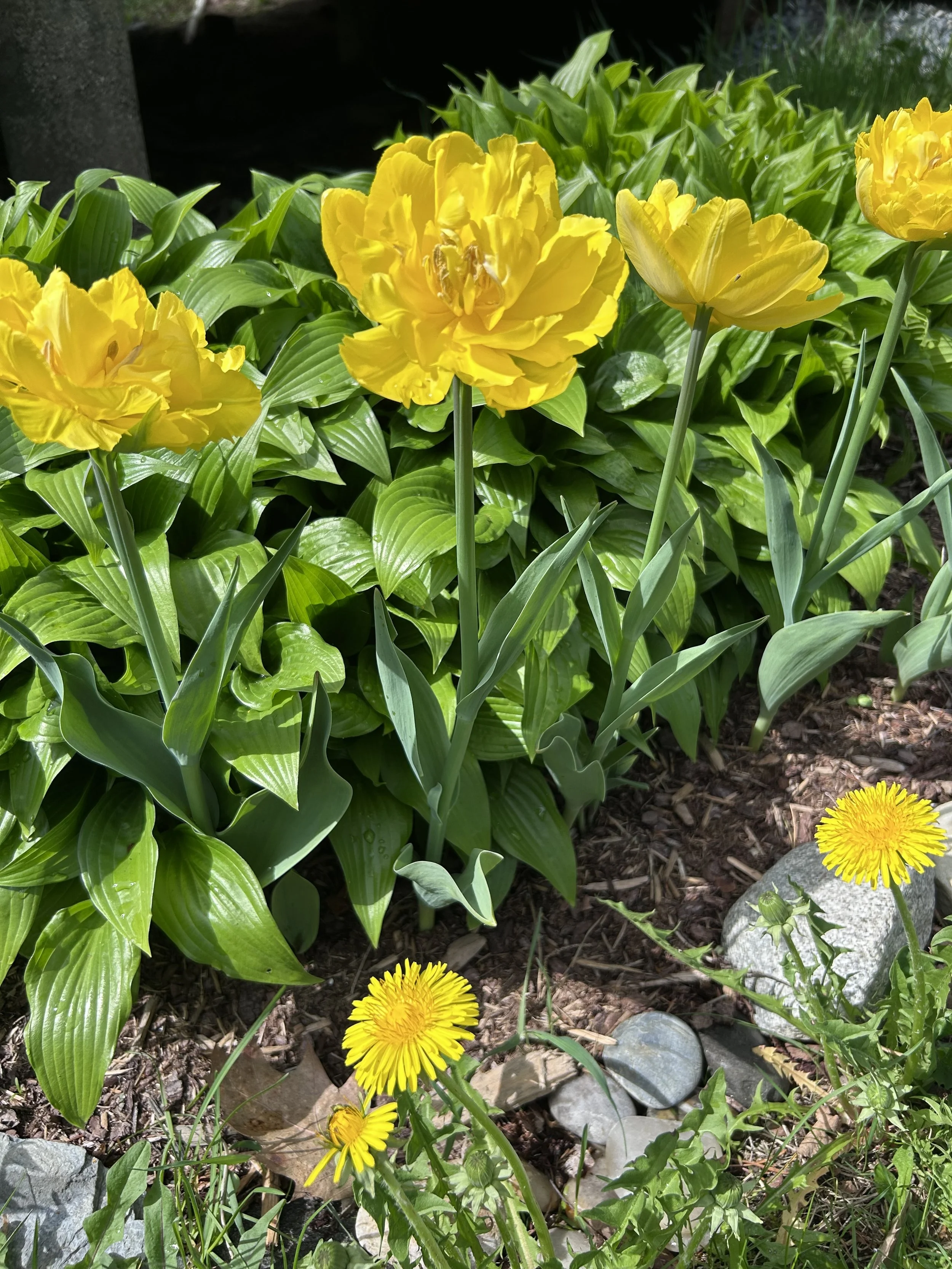 yellow fancy tulip