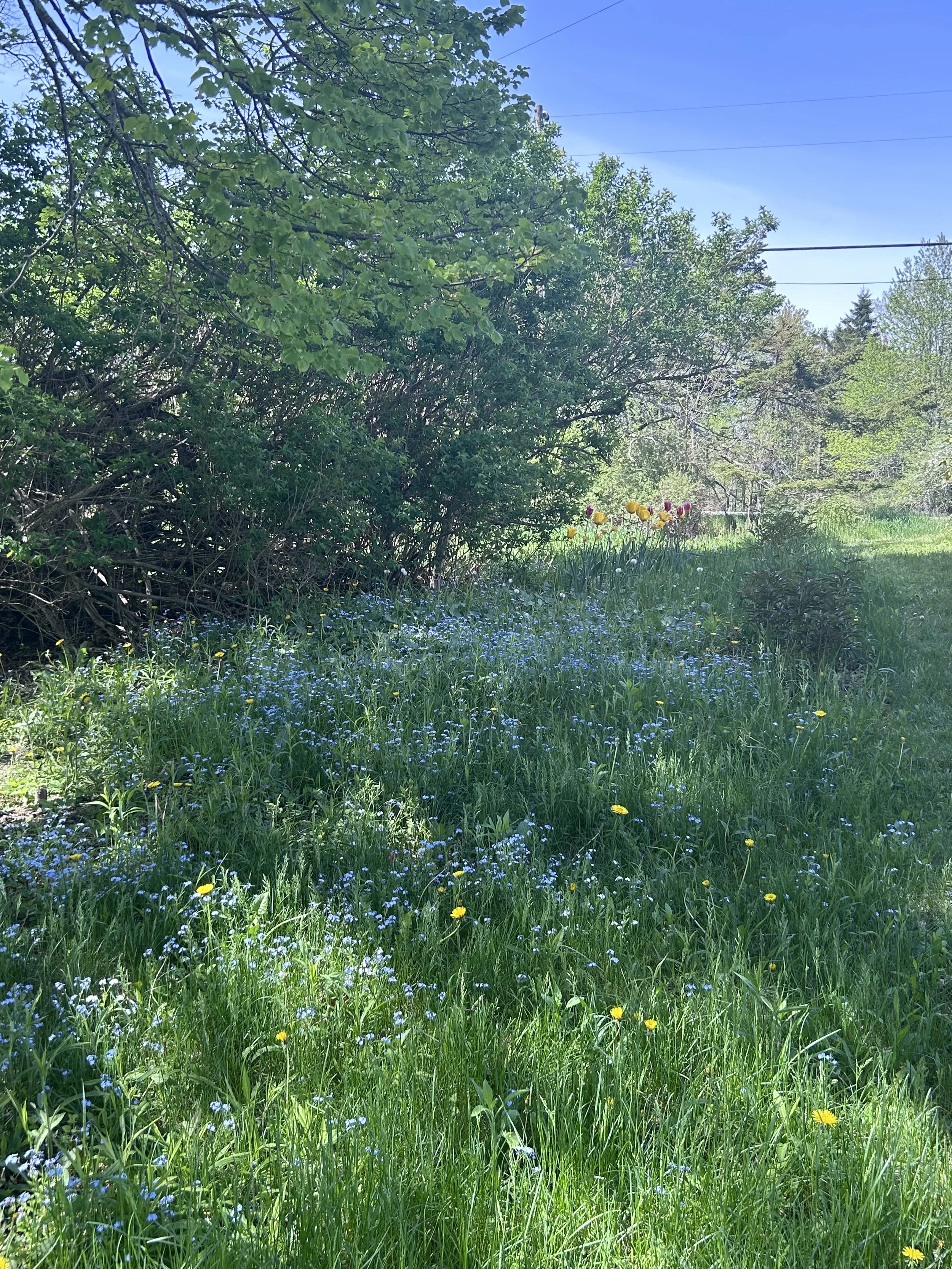 wildflowers
