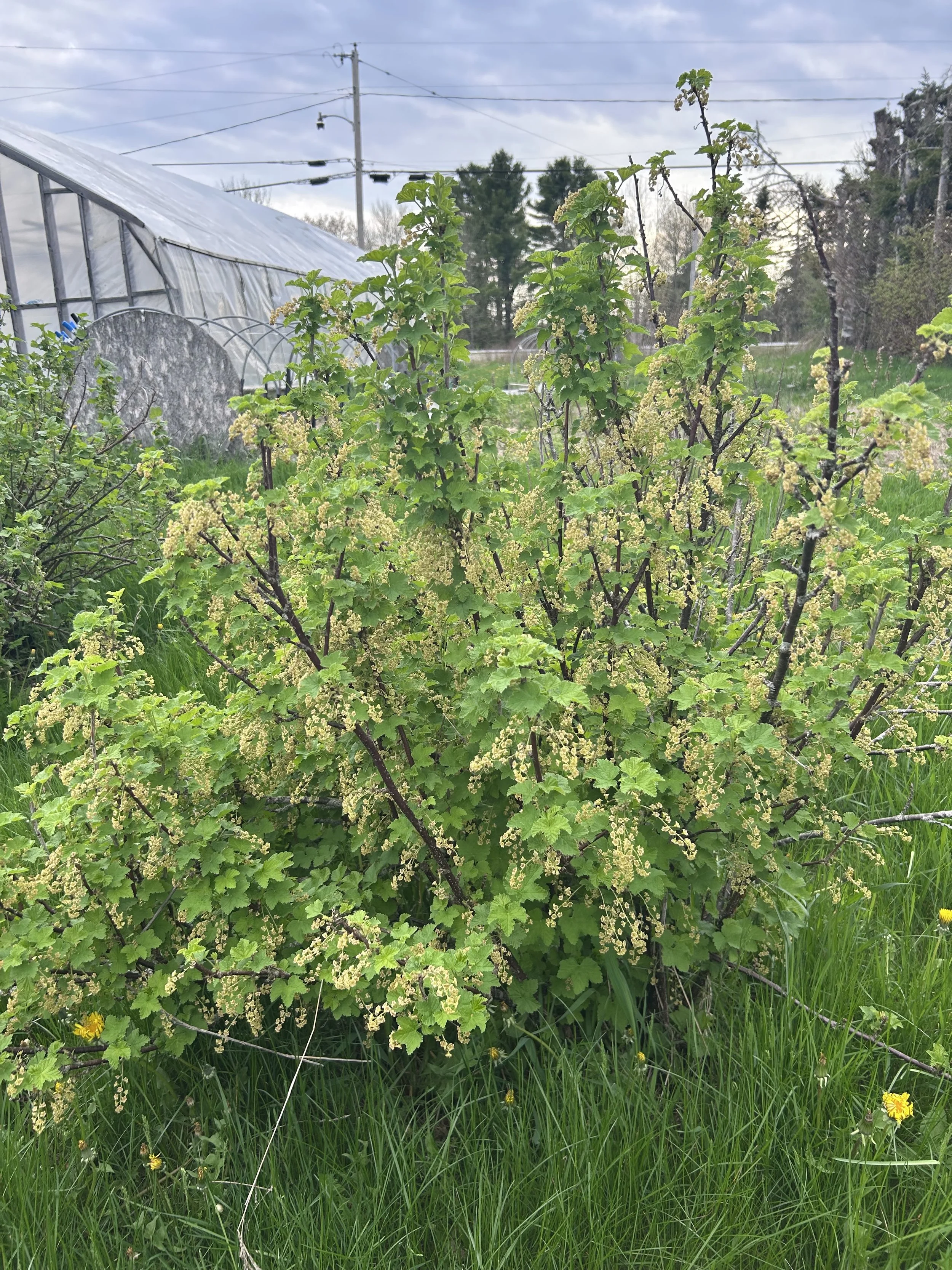 Currant bush