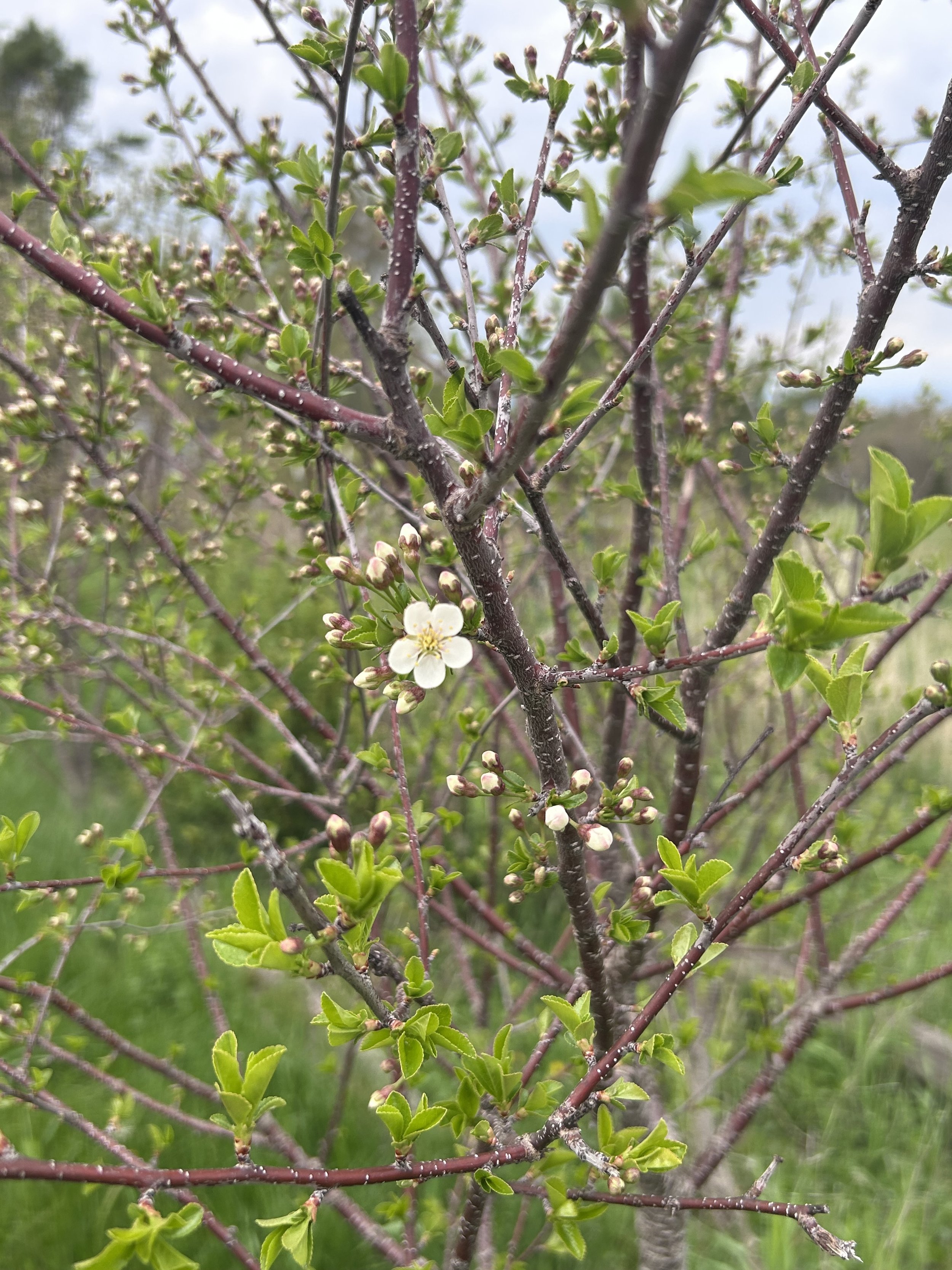 cherry blossom
