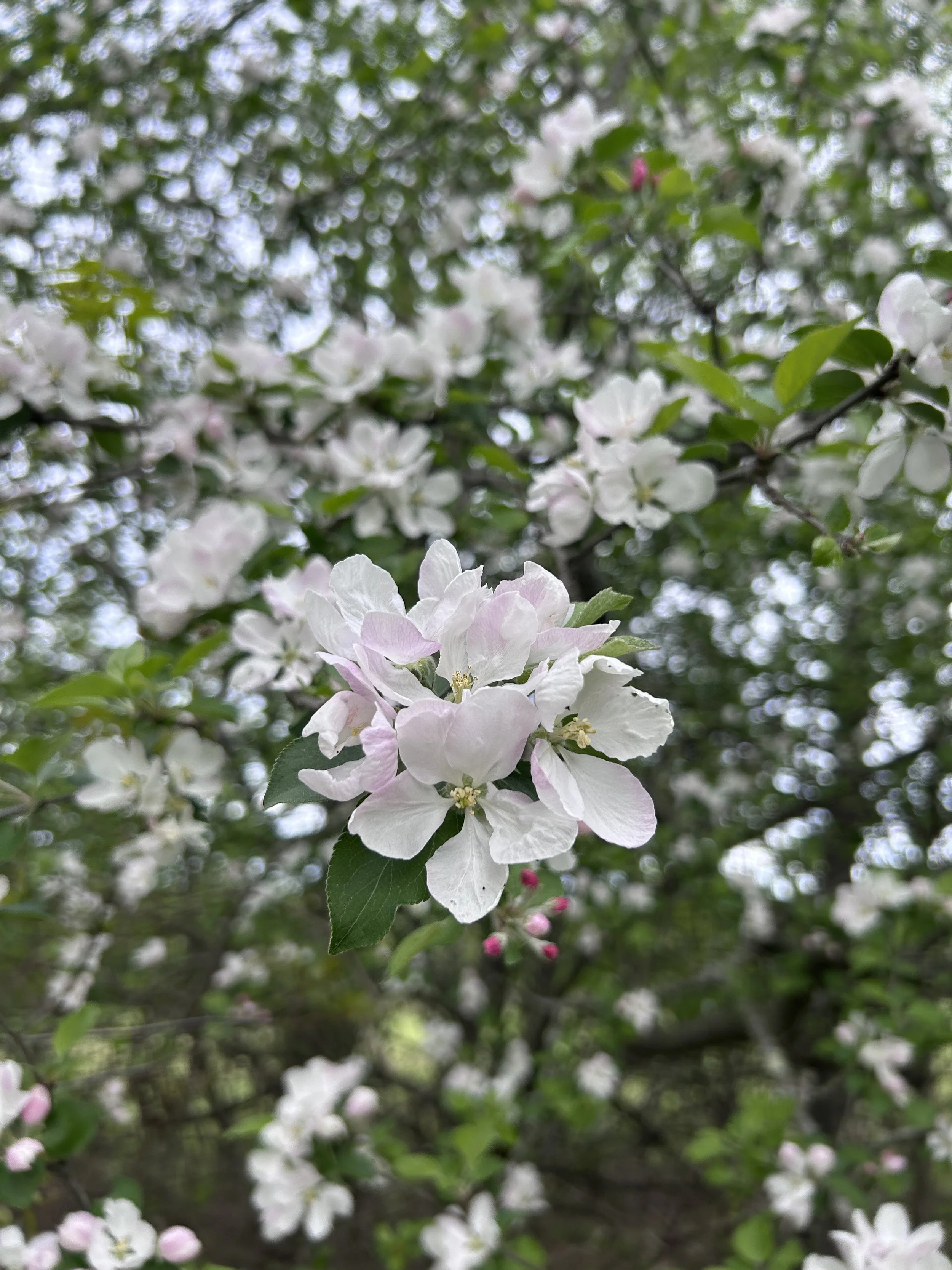 apple blossoms