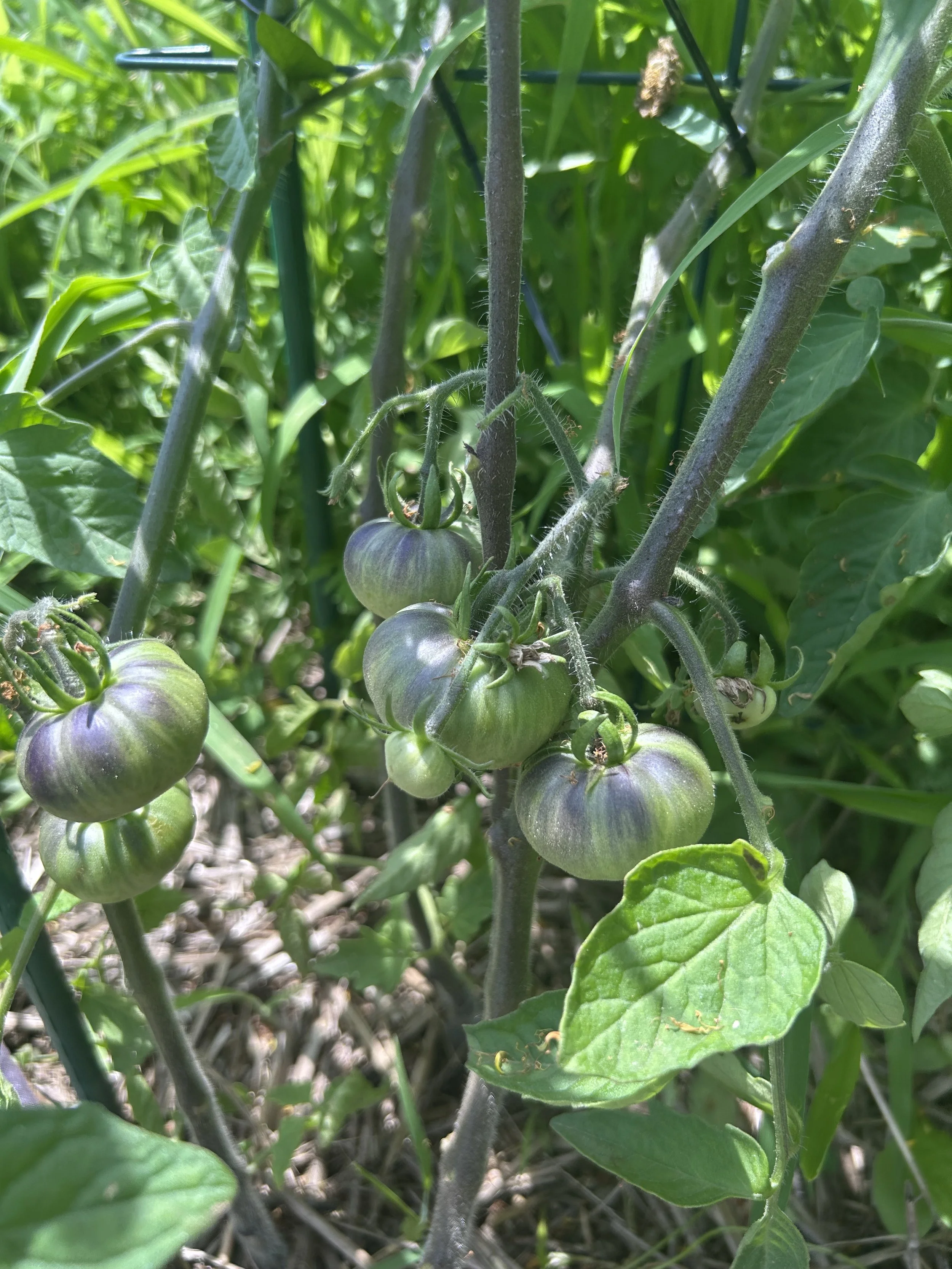 Green and purple tomatoes growing at Lindenleaf Farm, Blue Hill, Maine. Local organically grown produce.