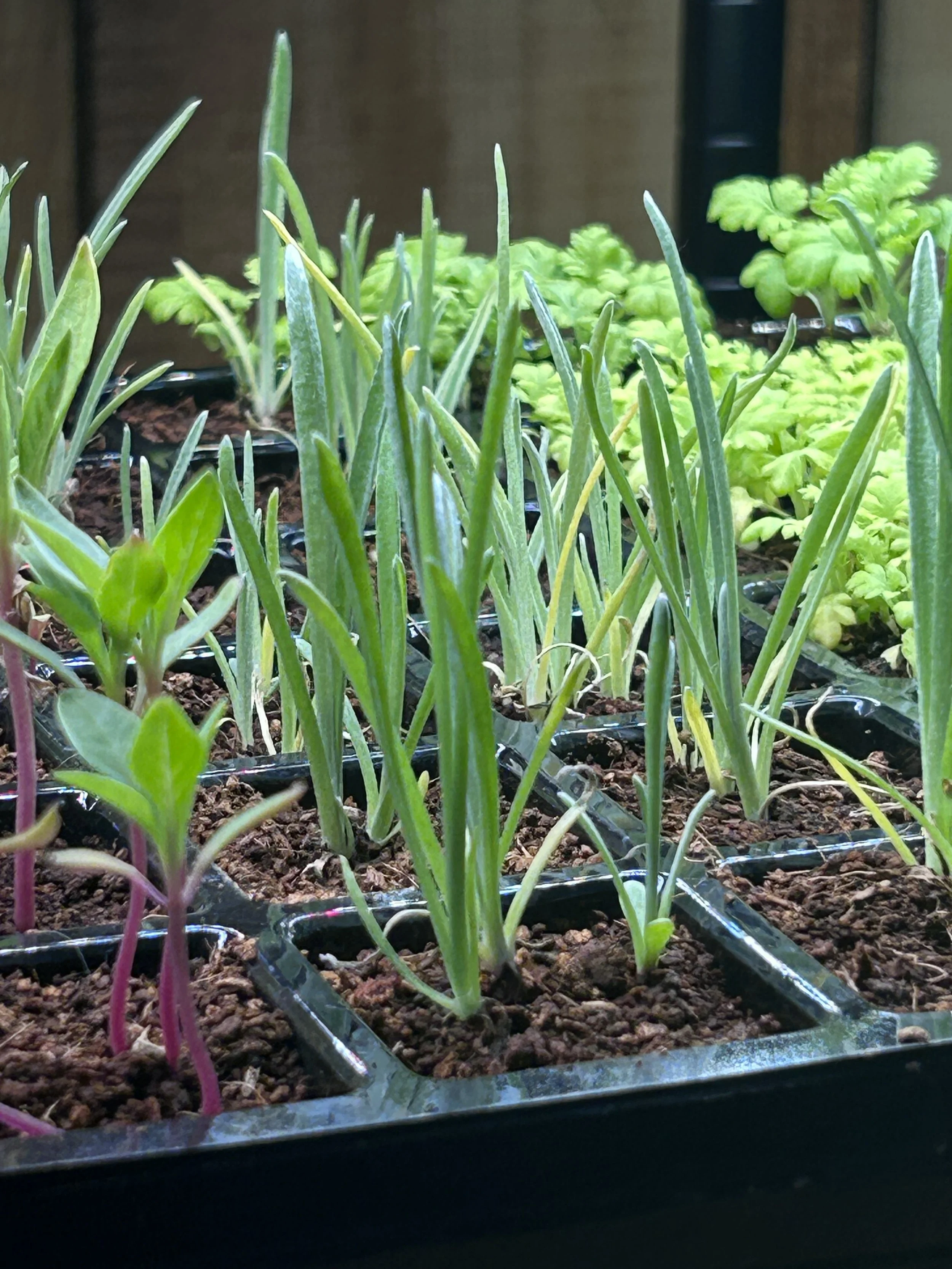 strawflower sprouts