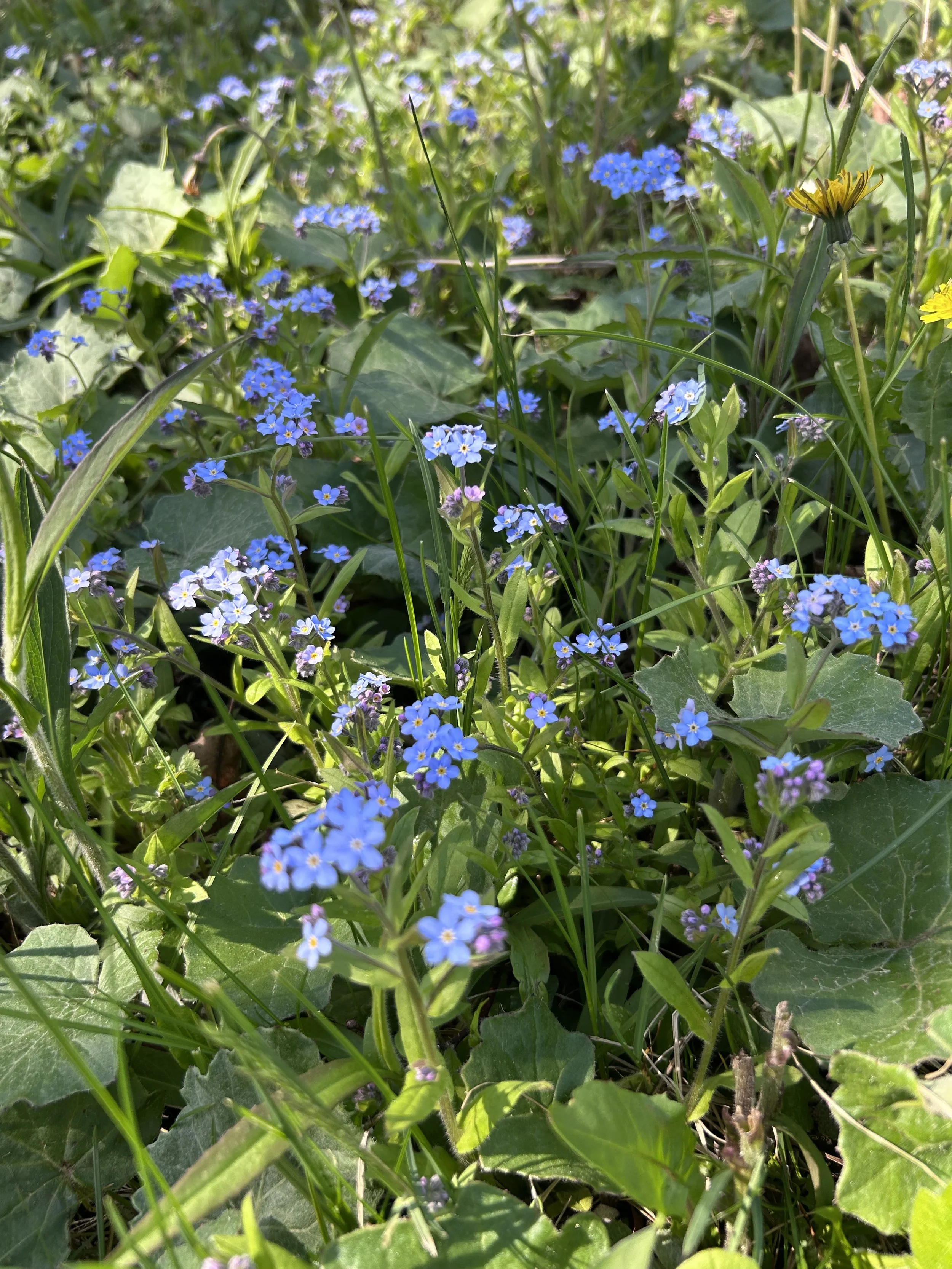 forget-me-nots