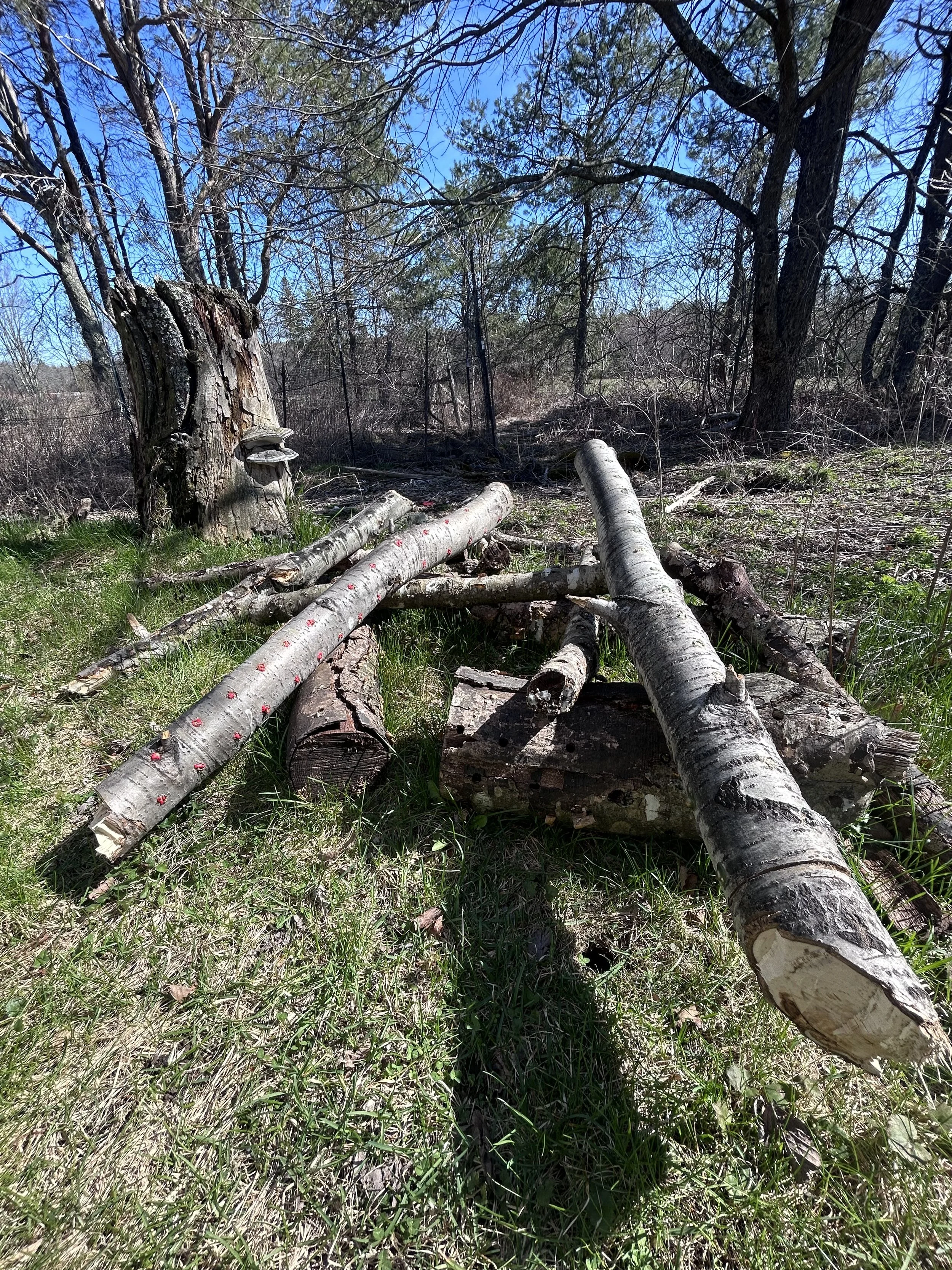 shiitake logs