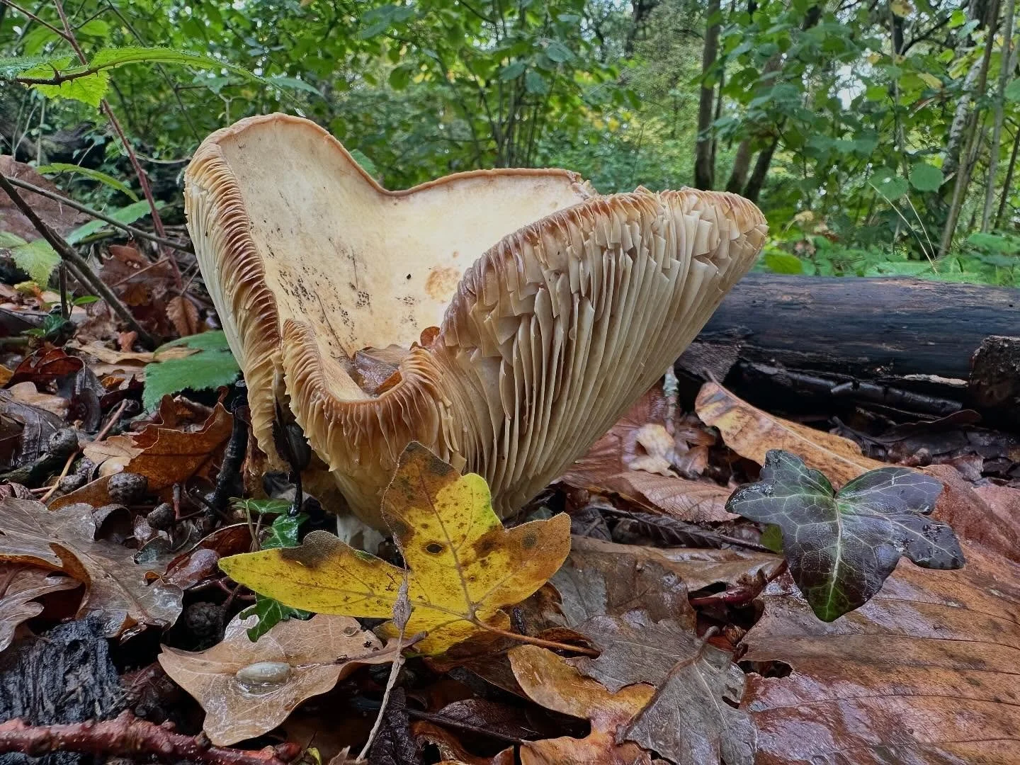 A walk in the woods 🍄🍄‍🟫🍄🍄‍🟫
Isn’t death wonderful? Isn’t decay magical?
In the ancient woodlands of Sussex, everything feeds everything - leaf, rot, root, mycelium, memory.
The forest doesn’t hurry grief or call it