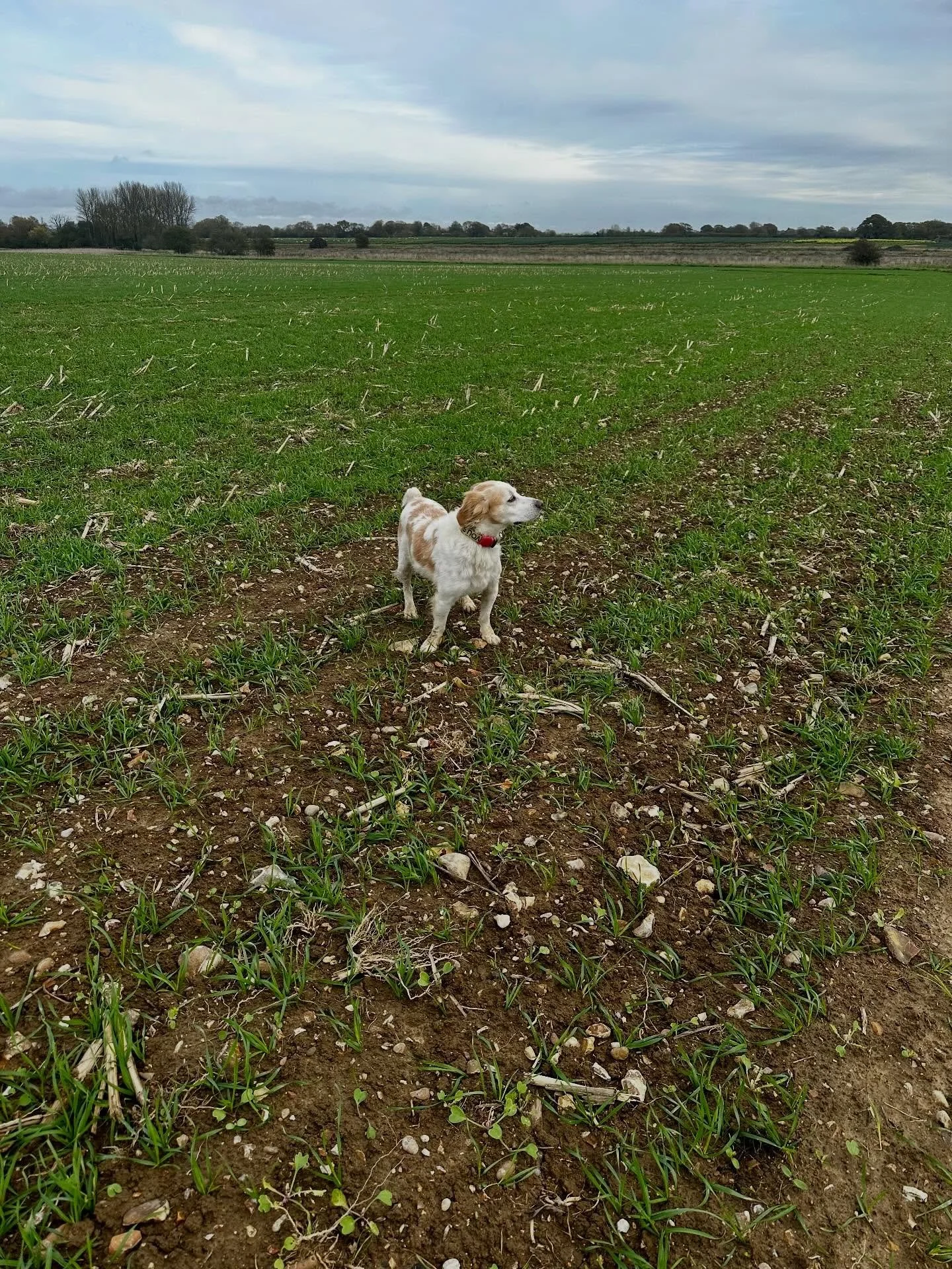 Therapist rest day, autumn walk, two happy dogs.
Reconnecting with big skies and land is gratitude practice in action. 
#neurowild #natureconnected #restasresistance