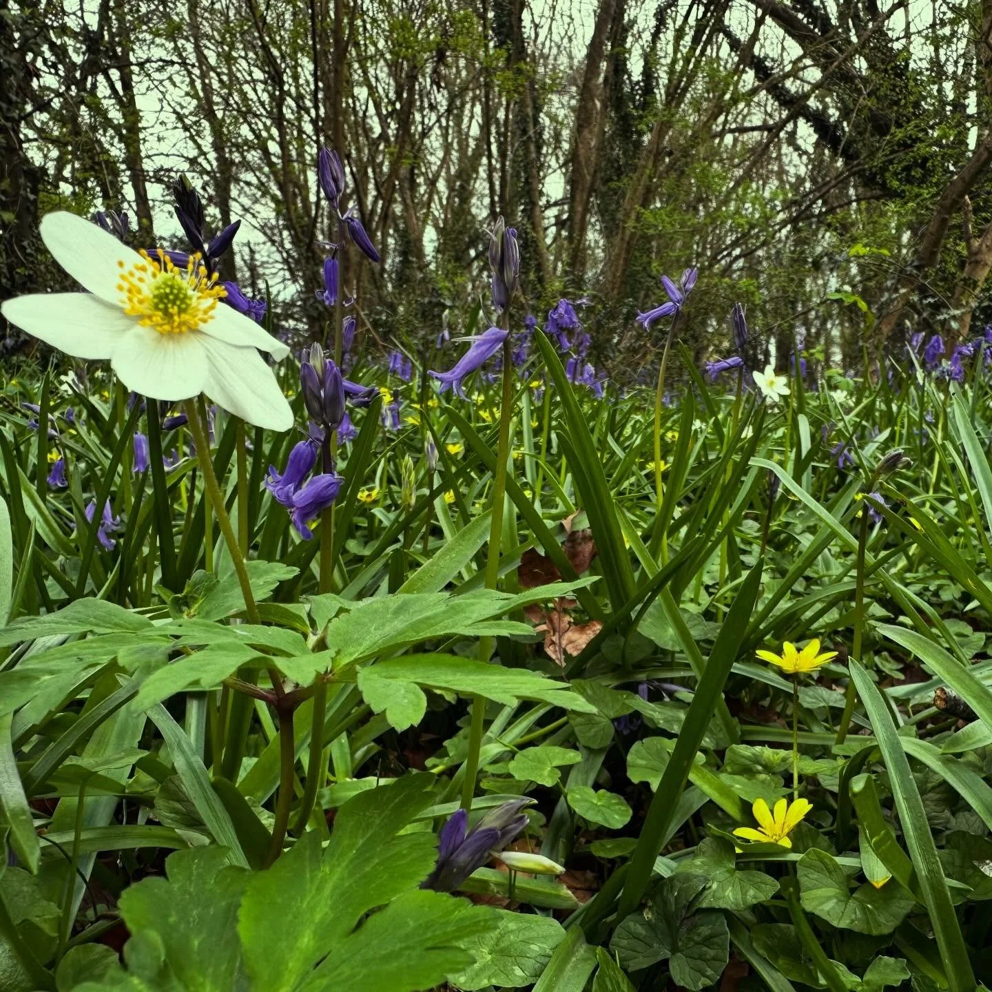 How many of these spring beauties do you know? 

Spring ephemerals or vernal woodland plants make the most of the spring sunlight before the trees above them fully leaf and shade the ground. 

🚨WOODFACT! 🚨 Bluebells spread at a rate of ten meters p