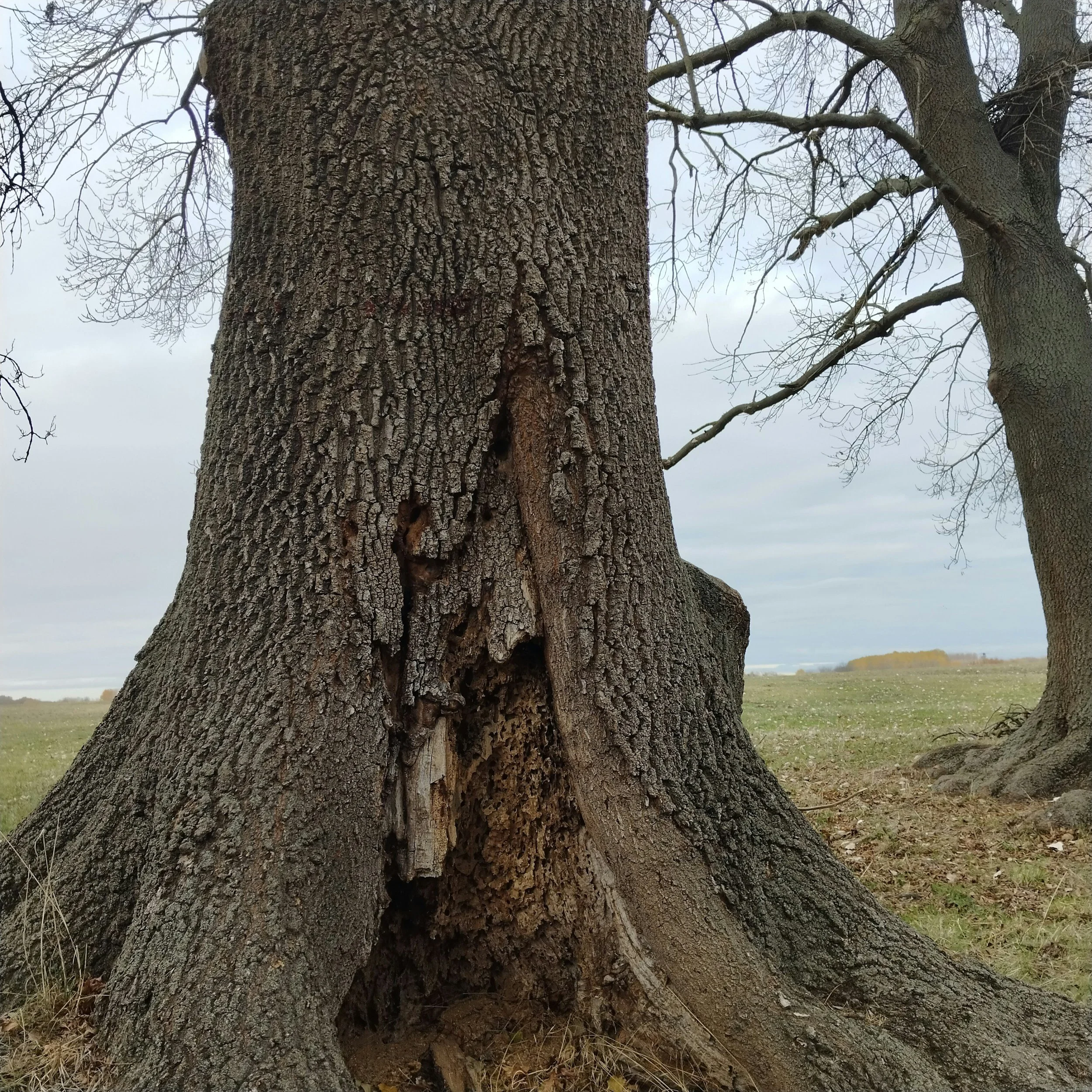 Reflections on wholeness, self-energy, IFS and the living field