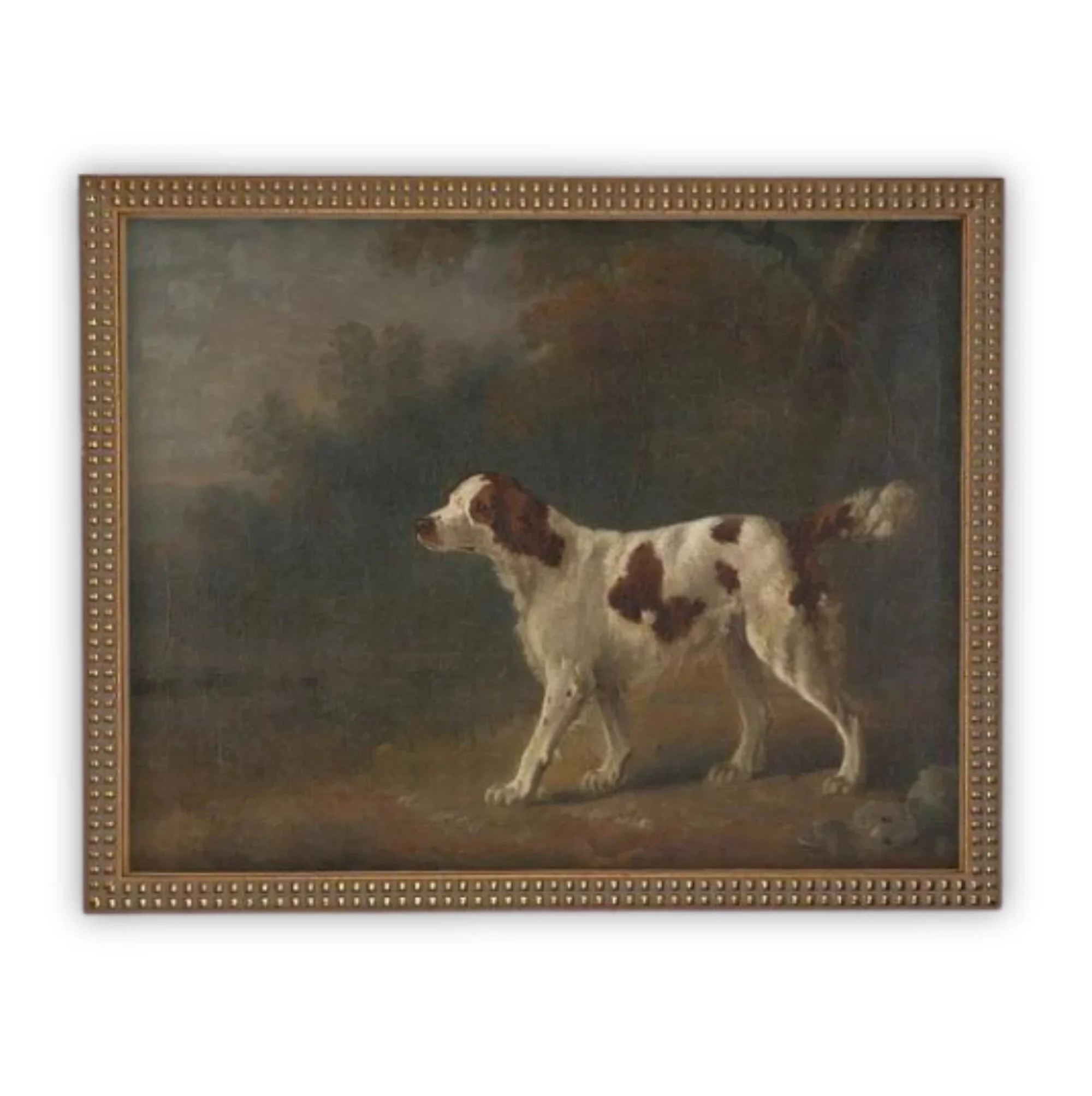 English Sporting Dog