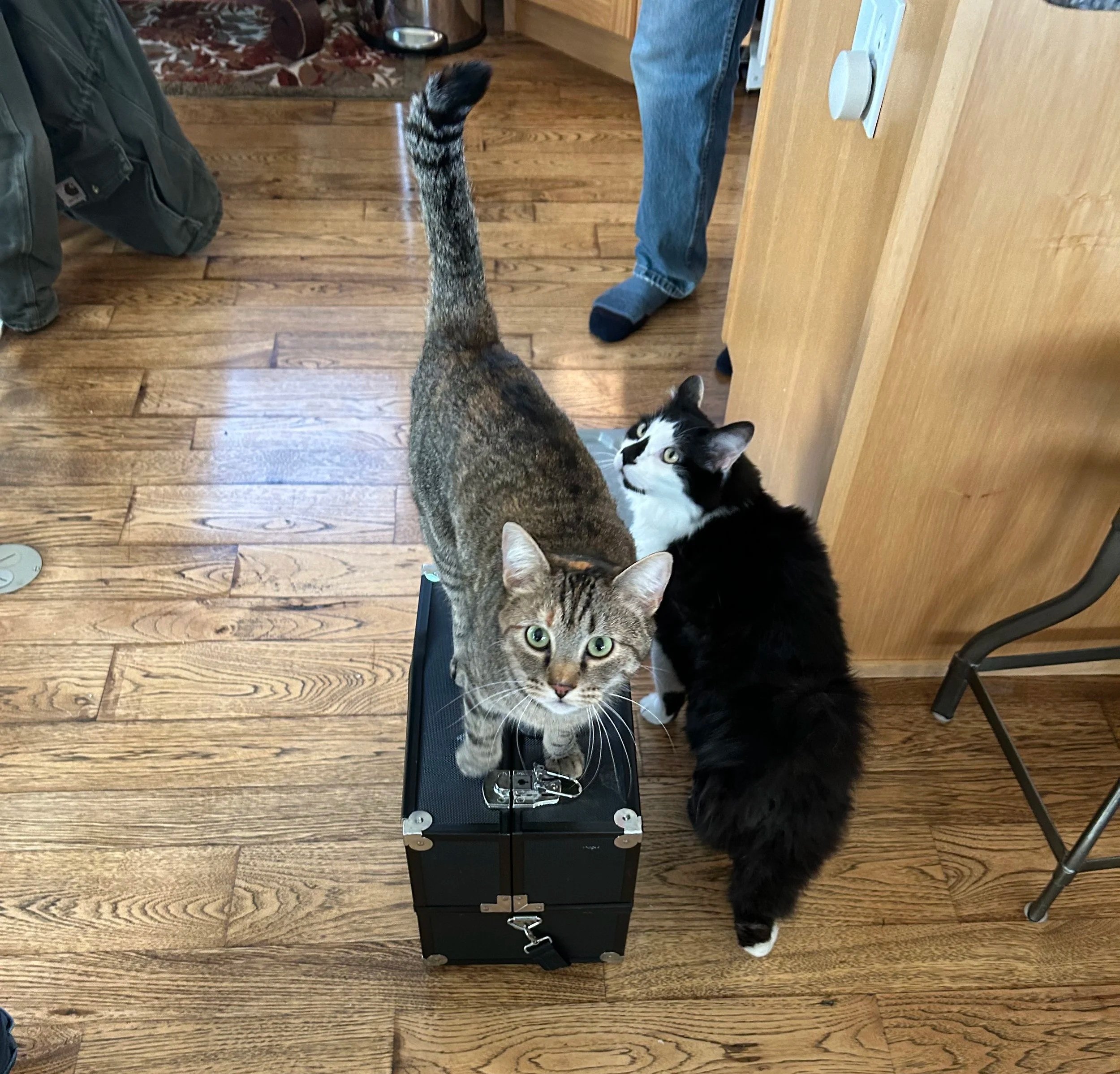 mobile veterinary clinic bozeman