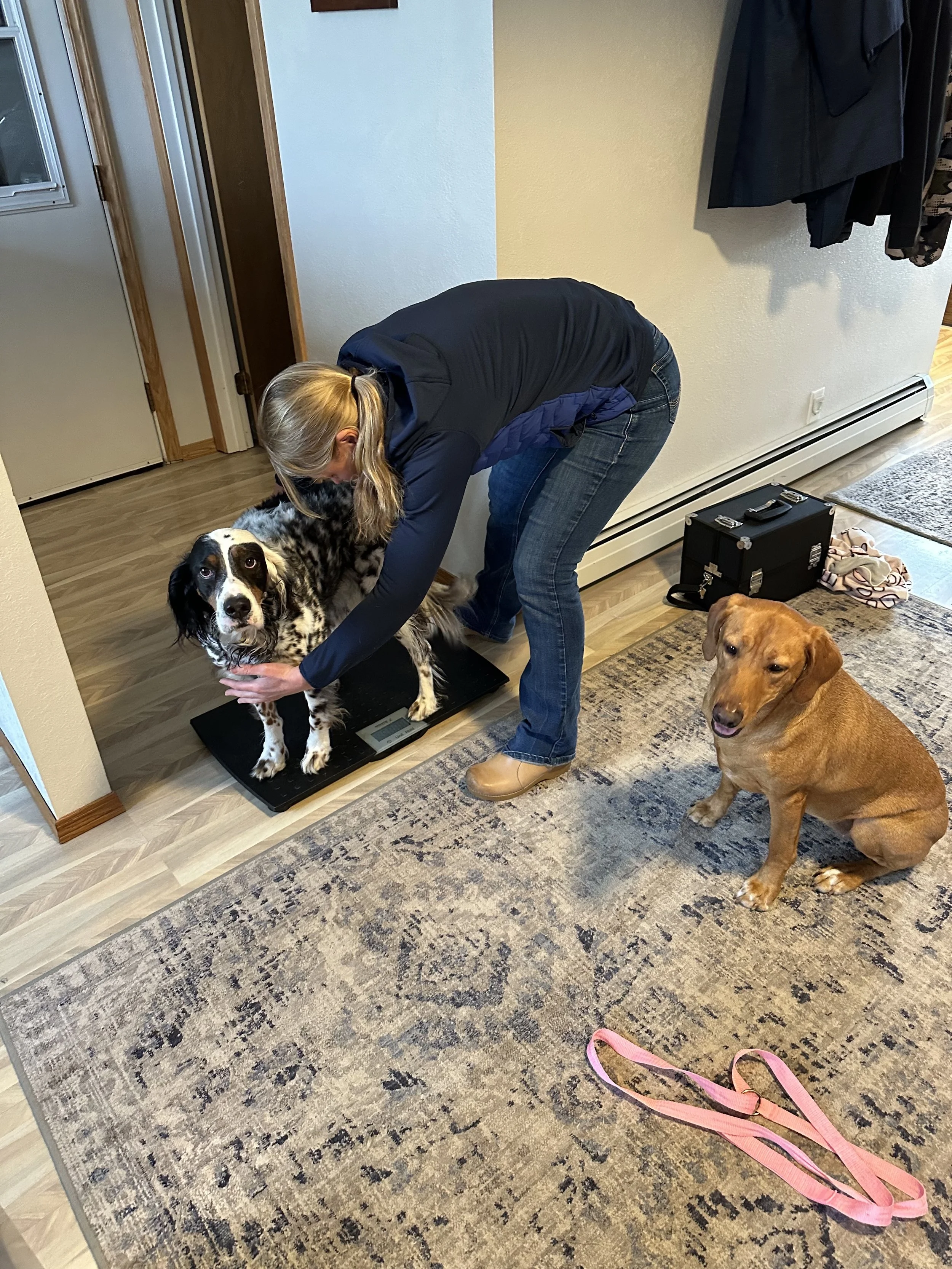 in home pet care bozeman montana