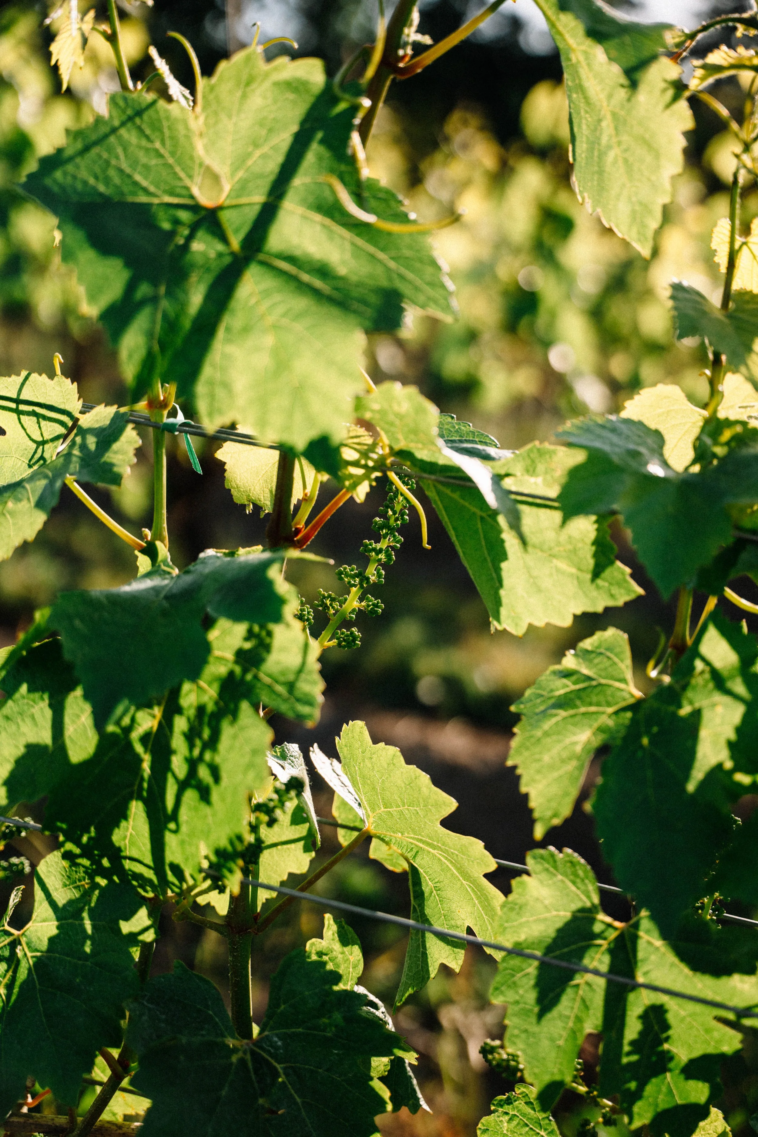 Close-up of green grapevine leaves and a grape cluster in a vineyard with sunlight.