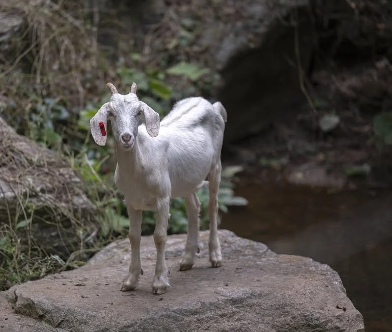 Sponsor a Goat!