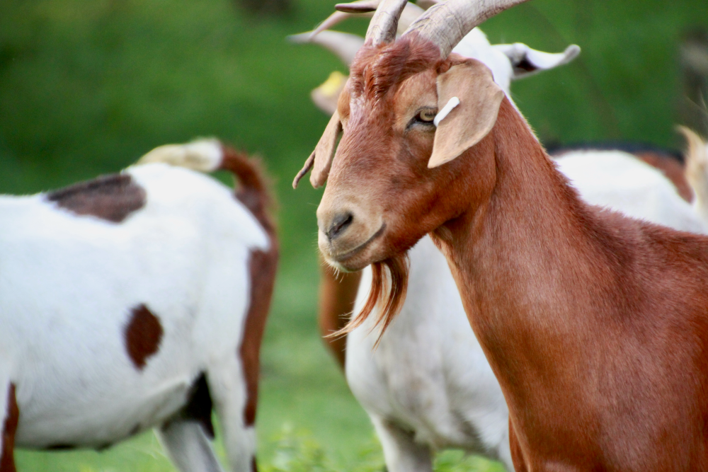 Sponsor a Goat!