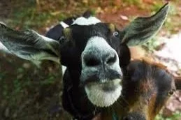 Close-up of a goat with black and white fur, large ears, and a beard, outdoors in a natural setting.