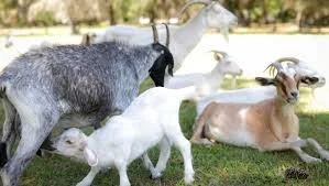 A group of goats and a sheep on a grassy field with trees in the background.