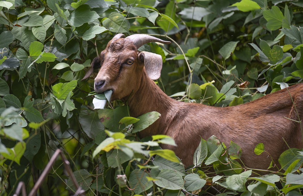 A brown goat with curved horns eating green leaves among dense green foliage.