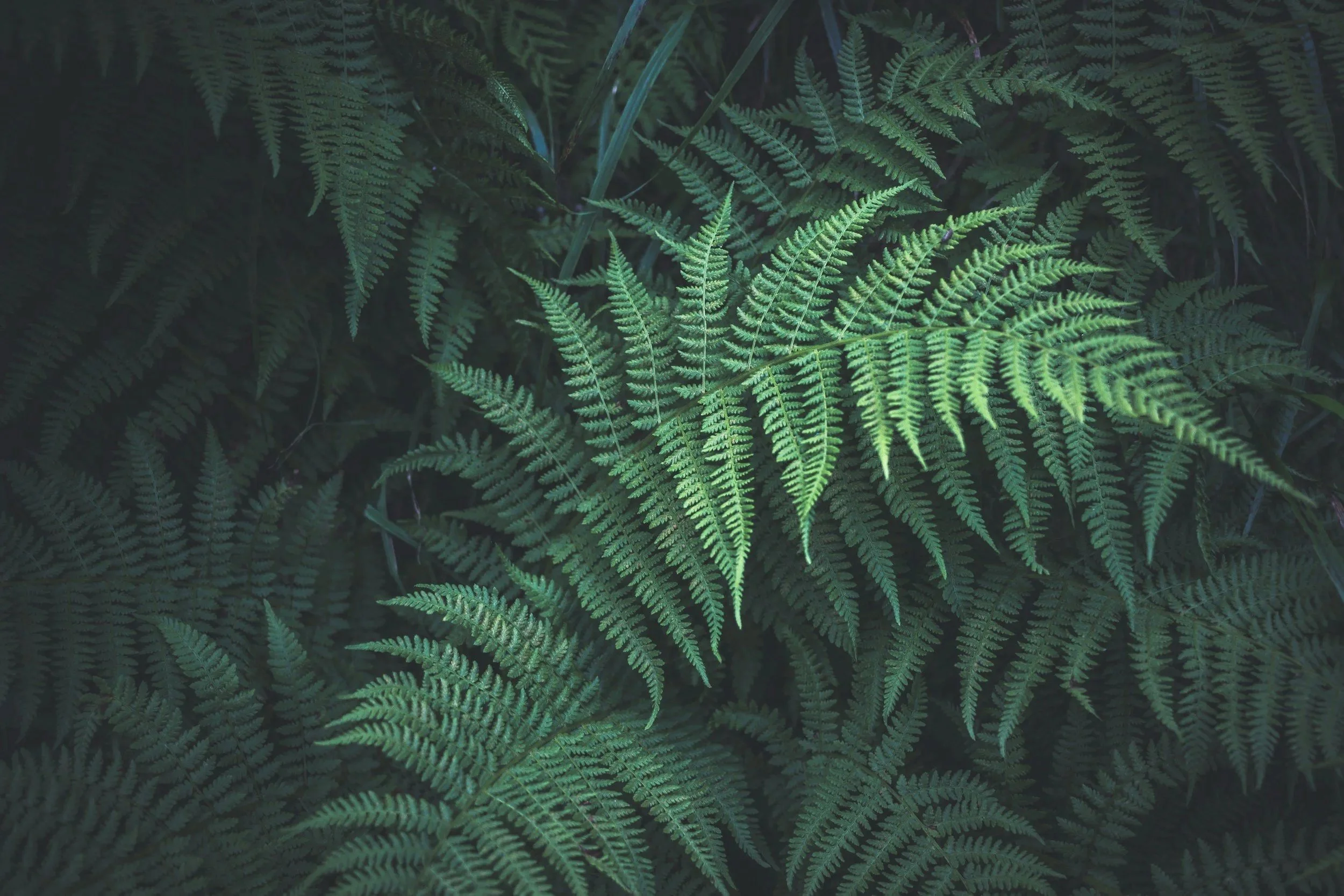 Close-up of green fern leaves in a forest.