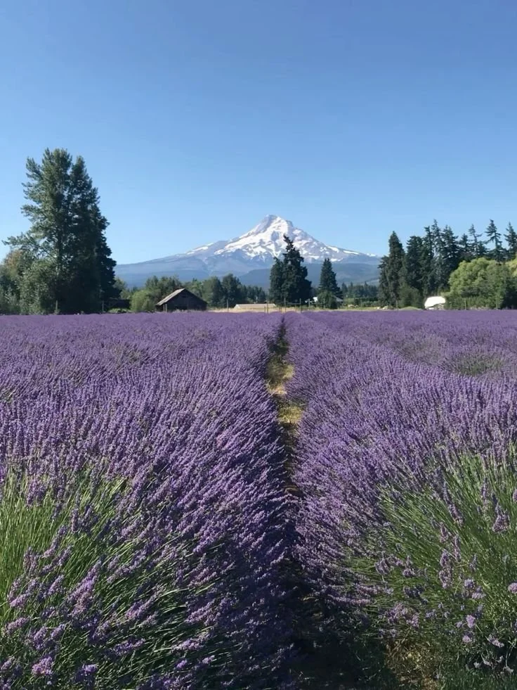 $999 — Founding Steward