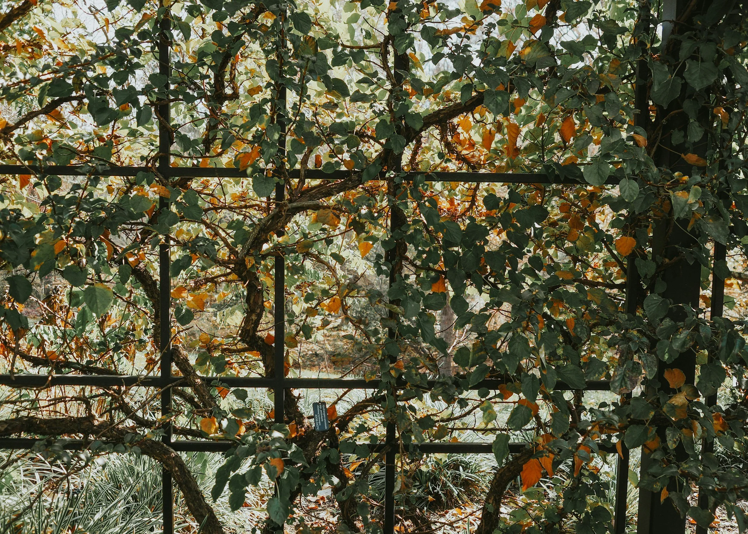 Climbing plants with green and yellow leaves growing on a black metal lattice fence, with hints of grass and plants in the background.
