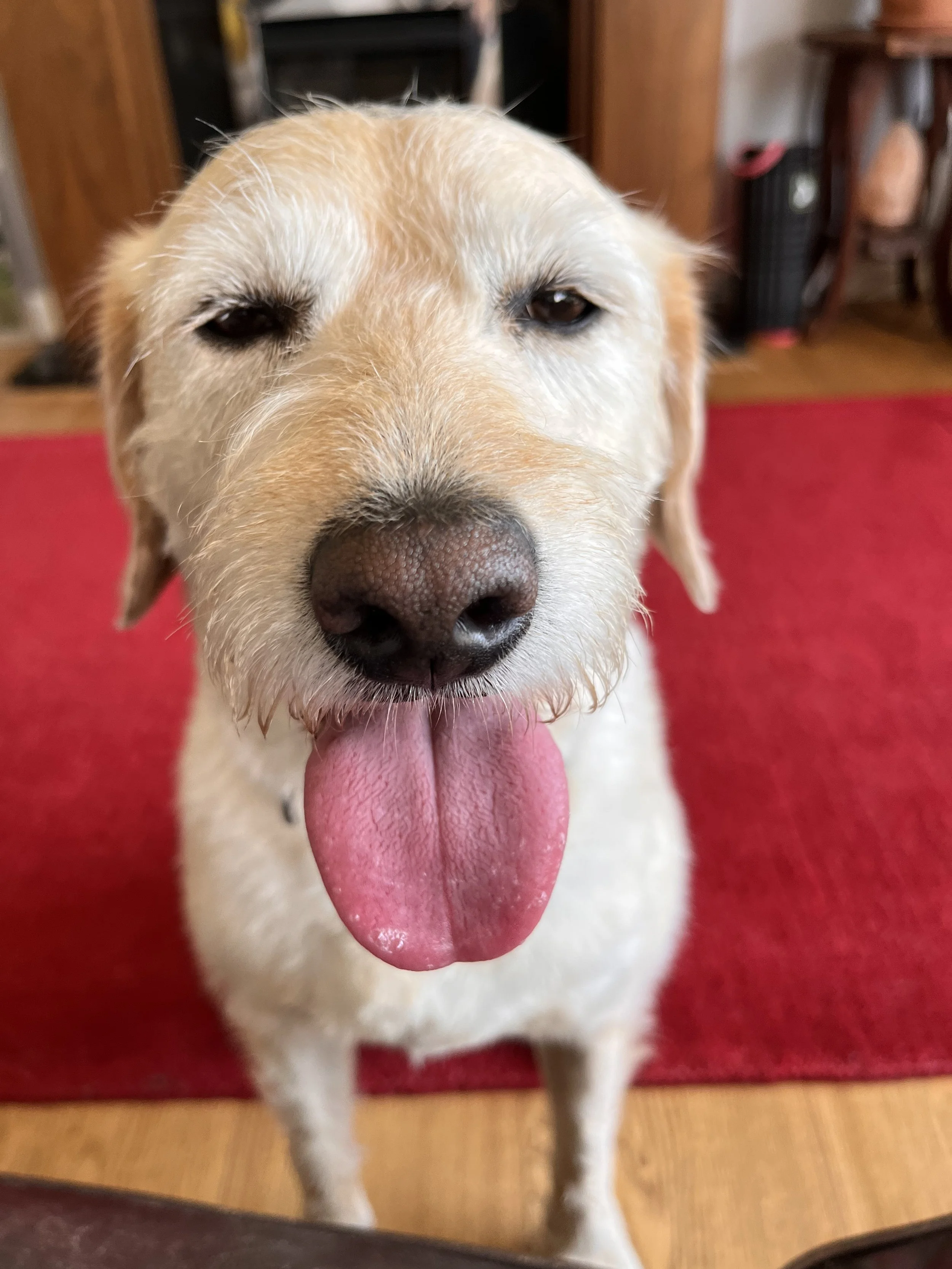 Close-up of a happy, wet, yellow Labrador retriever with its tongue out, standing on a red carpet in a home interior.