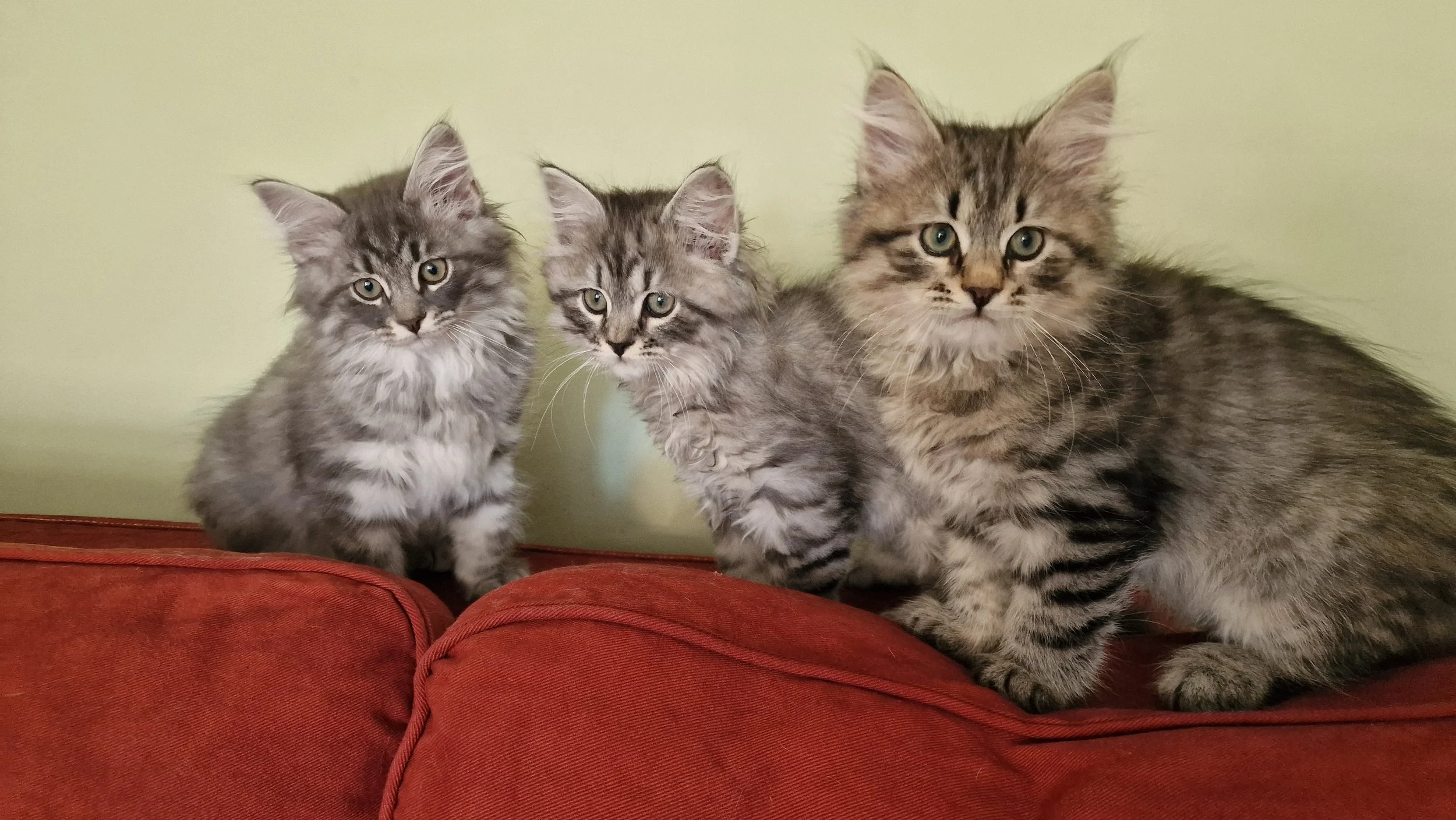 Three gray tabby kittens sitting on a red couch with a light green wall in the background.