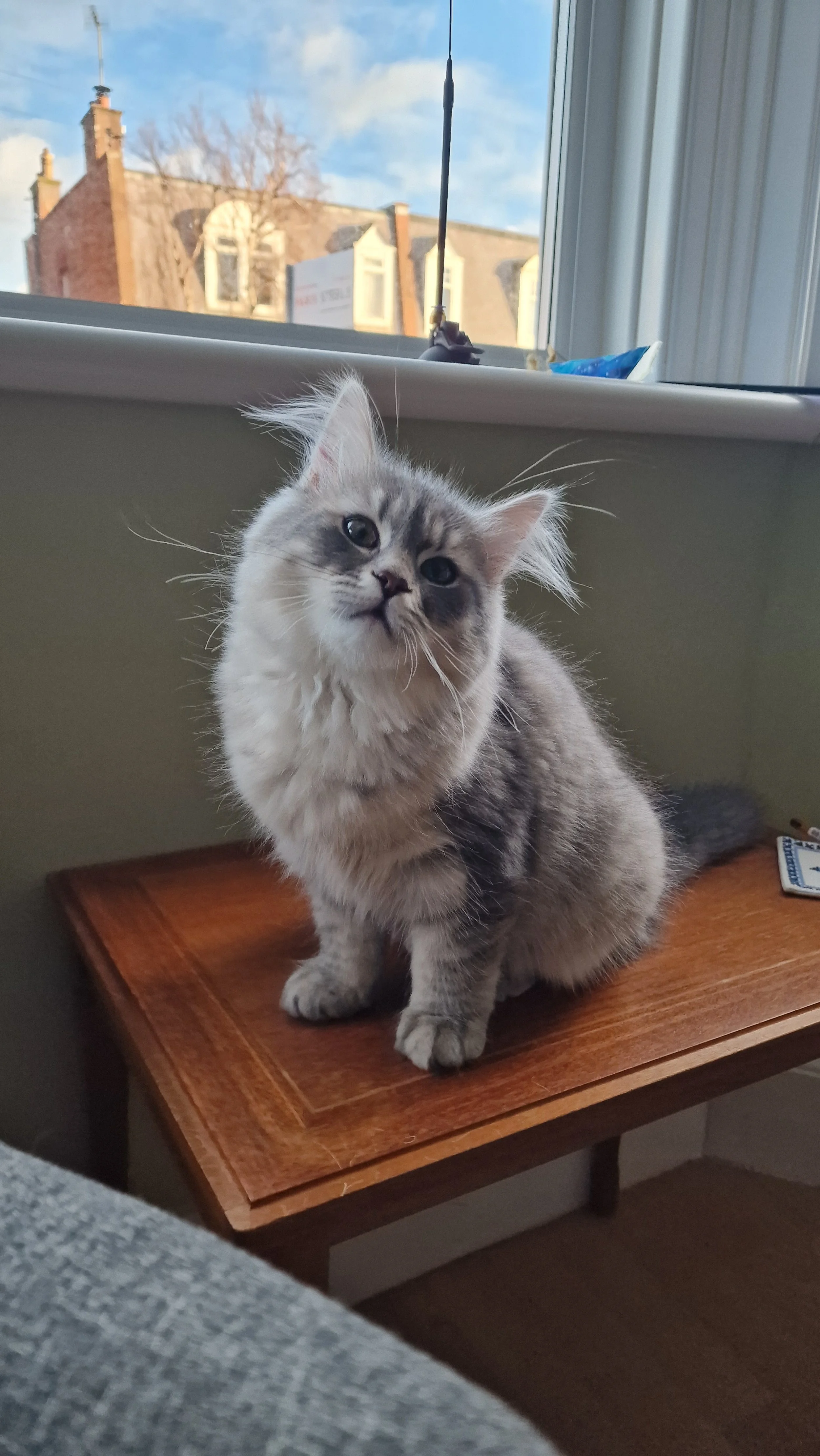 A ggrey Siberian kitten with fluffy fur sitting on a wooden table next to a window, looking up with tilted head.