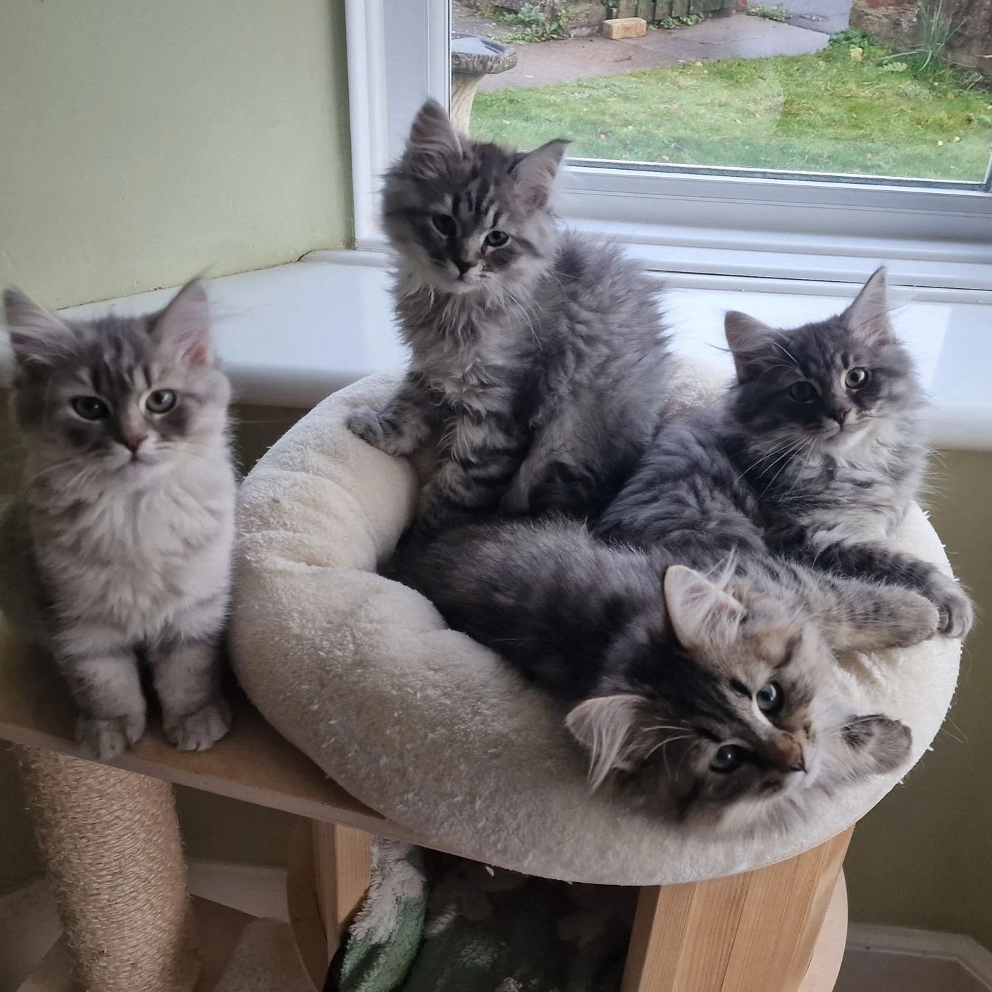 Five fluffy gray and black tabby Siberian kittens sitting and lying on a beige cat tree bed near a window.