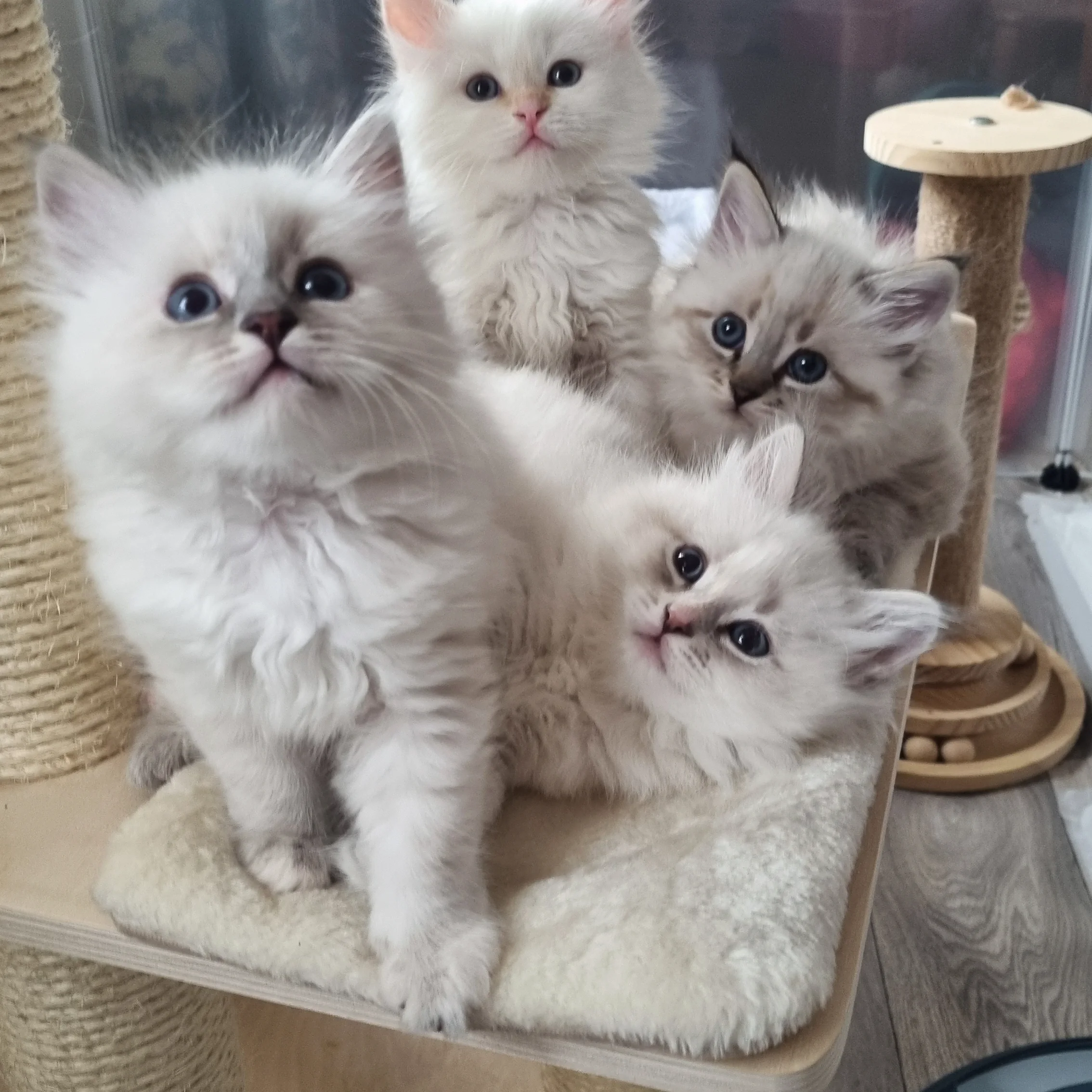 four cute siberian kittens