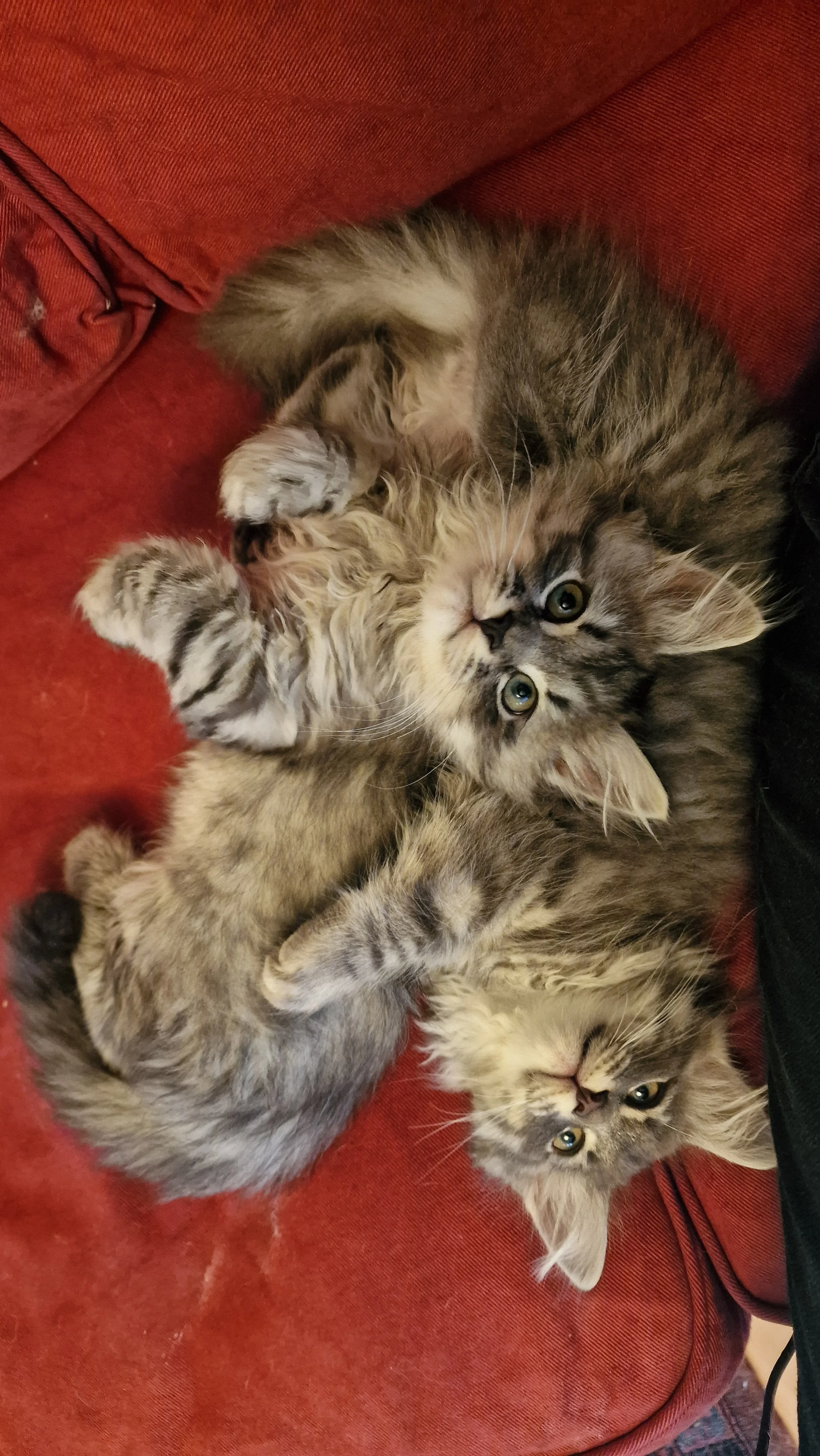 Three adorable kittens lying on a red couch, playing and cuddling with each other.