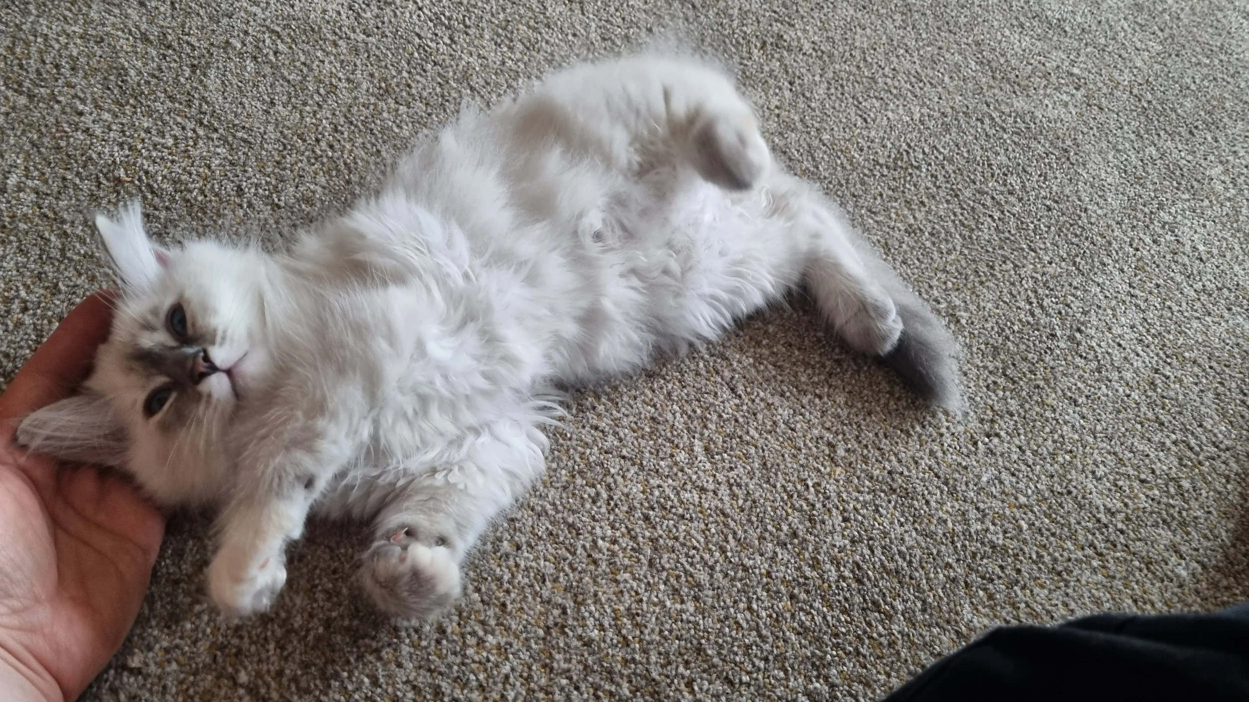 A fluffy white kitten lying on its back on a beige carpet, being gently petted on the head by a person's hand.