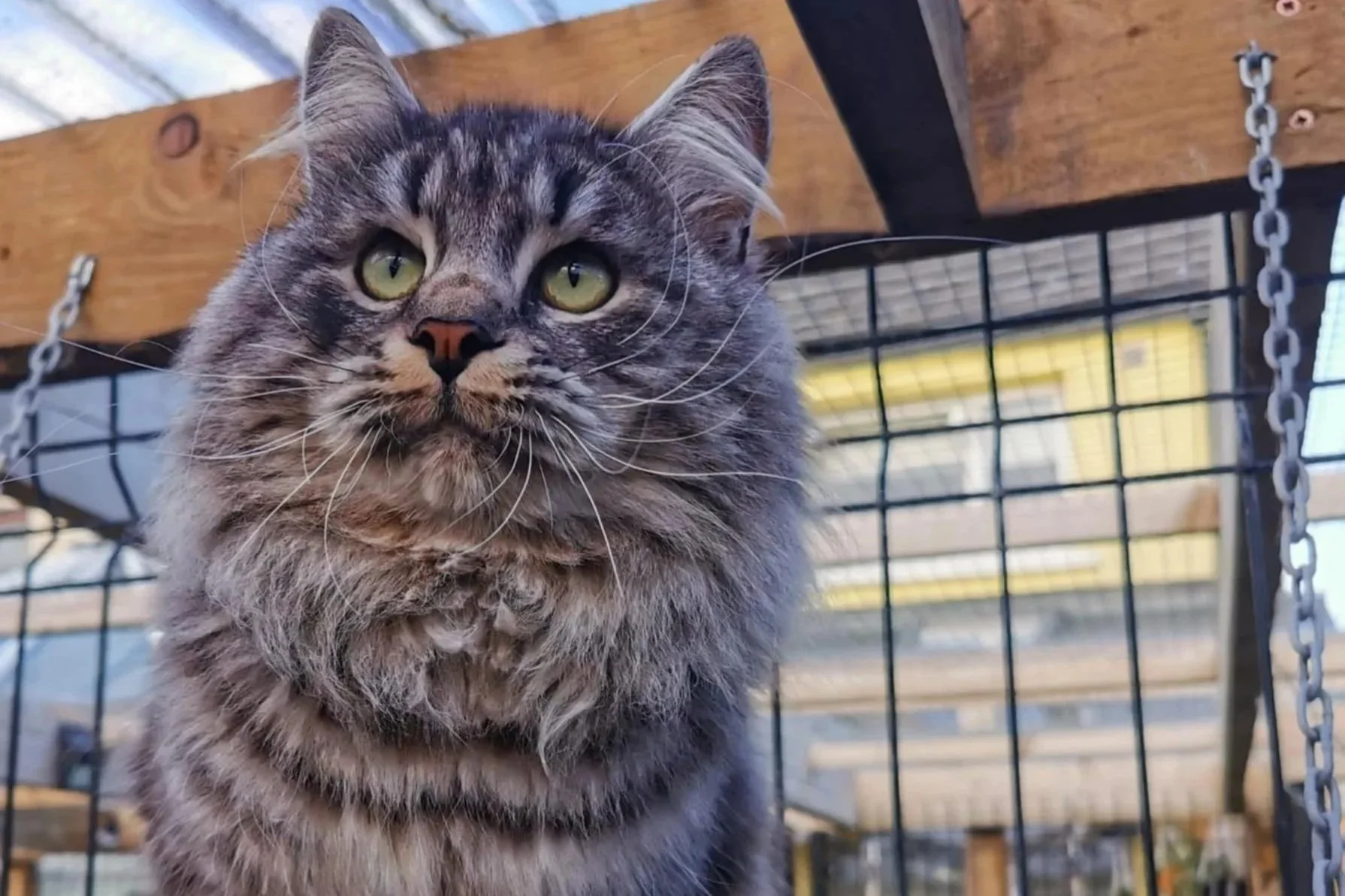 Close-up of a long-haired tabby Siberian cat with green eyes, standing inside a wire cage with wooden beams and chains in the background.