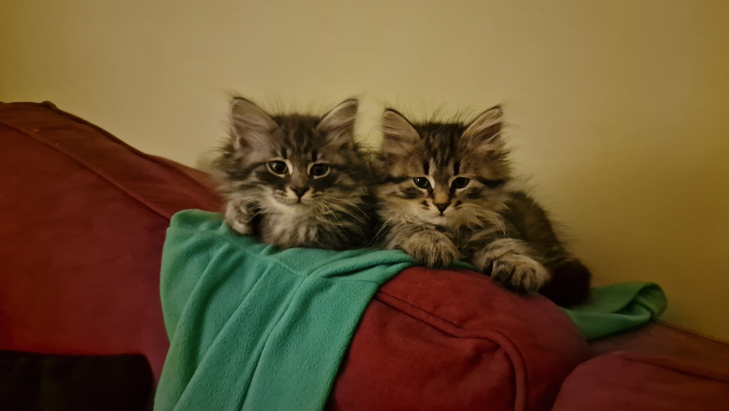 Two fluffy tabby kittens with striped fur laying on a red couch with a green blanket, against a yellow wall.
