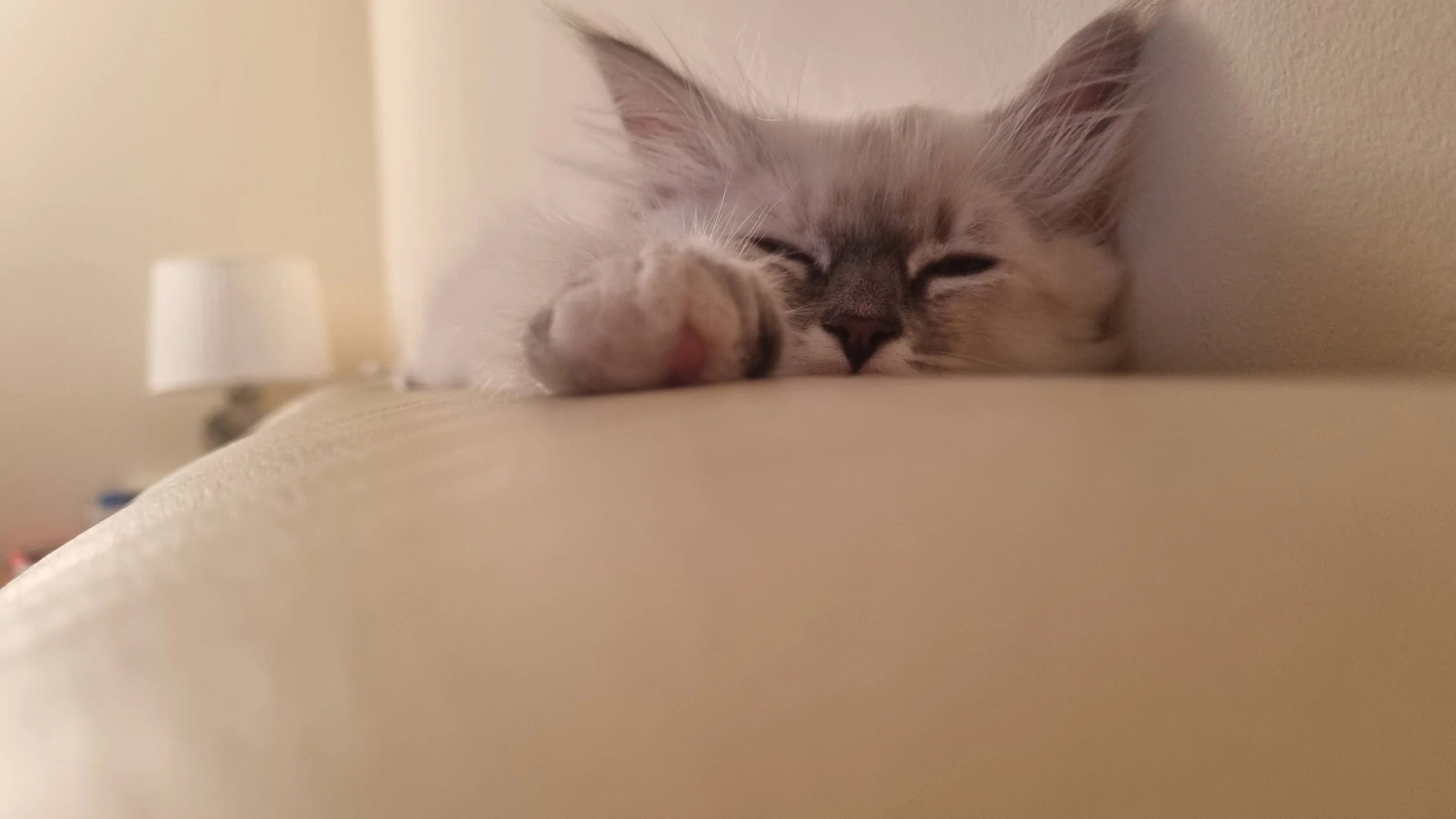 A sleeping gray tabby Siberian Neva Masquerade kitten lying on a beige couch with a blurred white lampshade in the background.