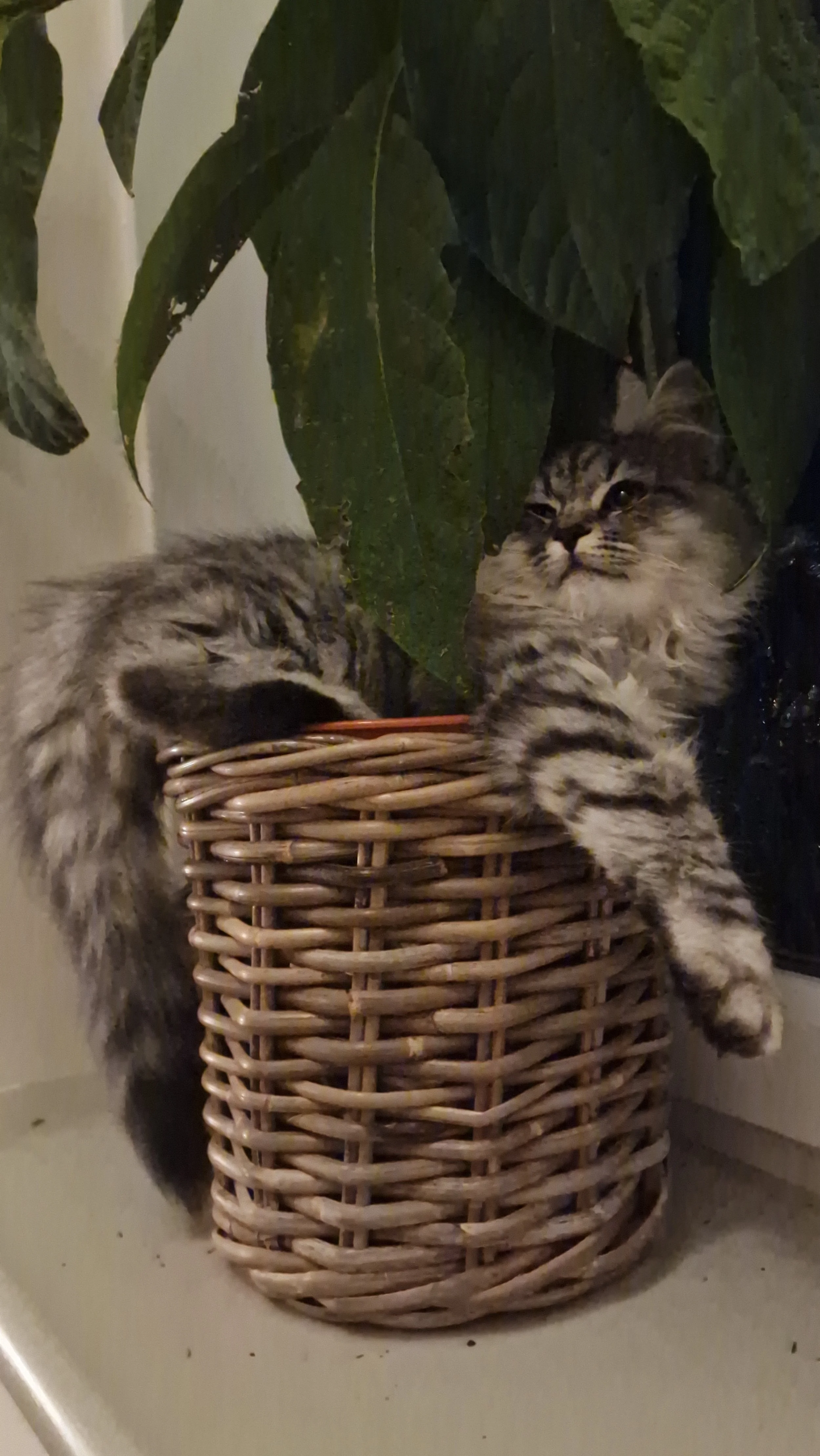 A gray tabby siberian kitten playing in a potted plant with large green leaves on a windowsill.