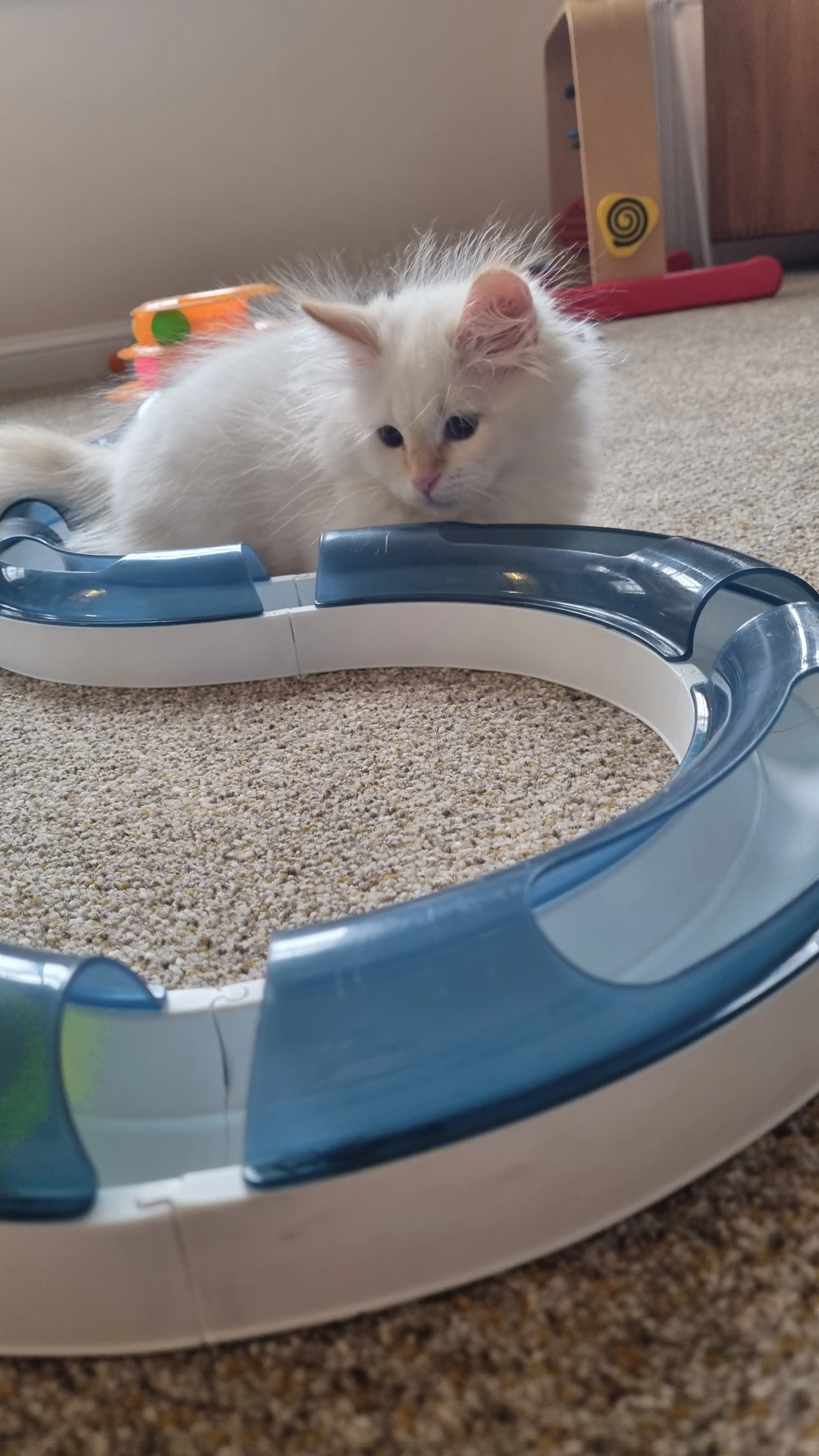 White fluffy cat playing with a circular track toy filled with small balls on a carpeted floor.