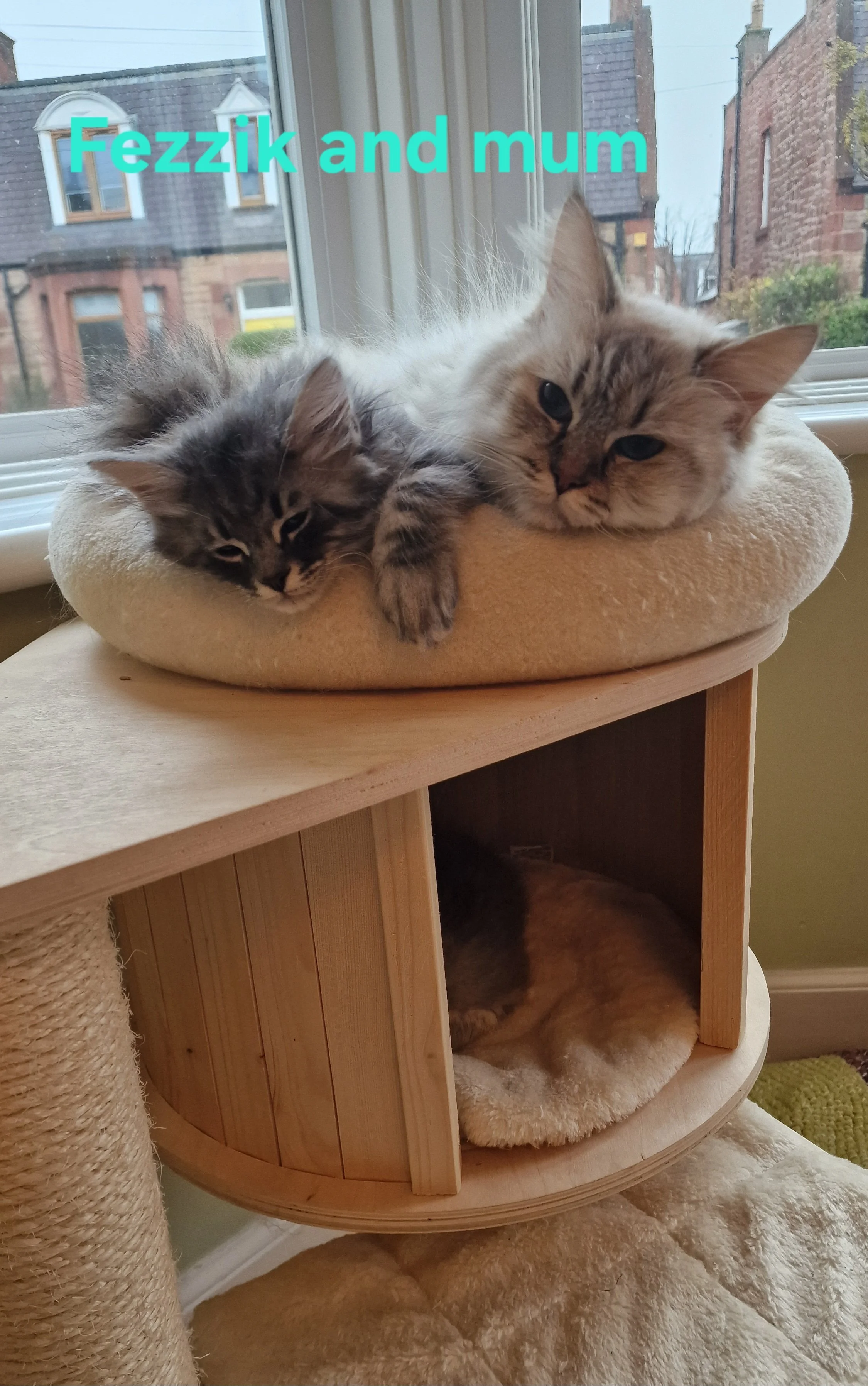 Two cats, one gray and one cream-colored, lying on a plush bed on a wooden cat tree by a window, with a view of houses outside.