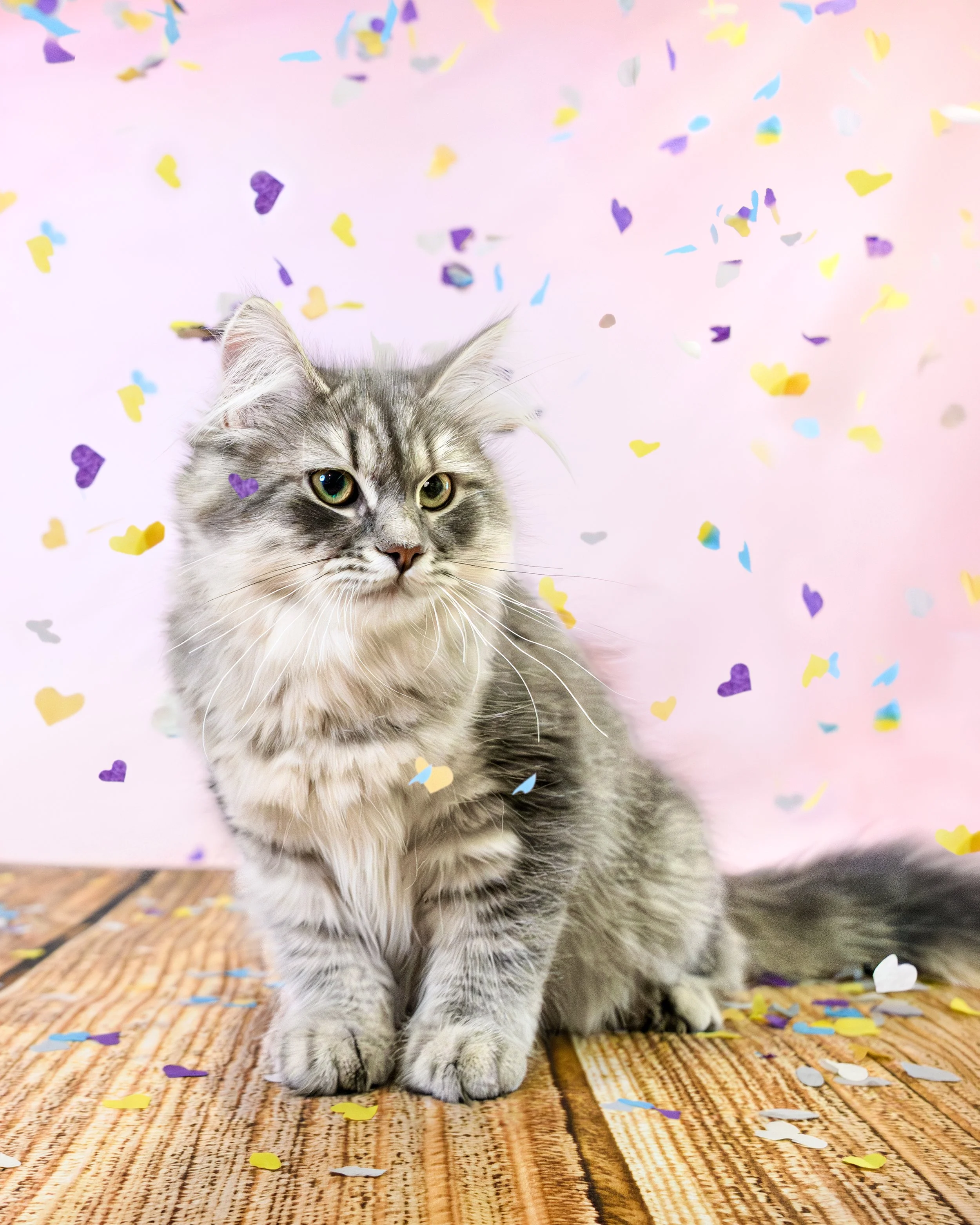 blue silver siberian cat