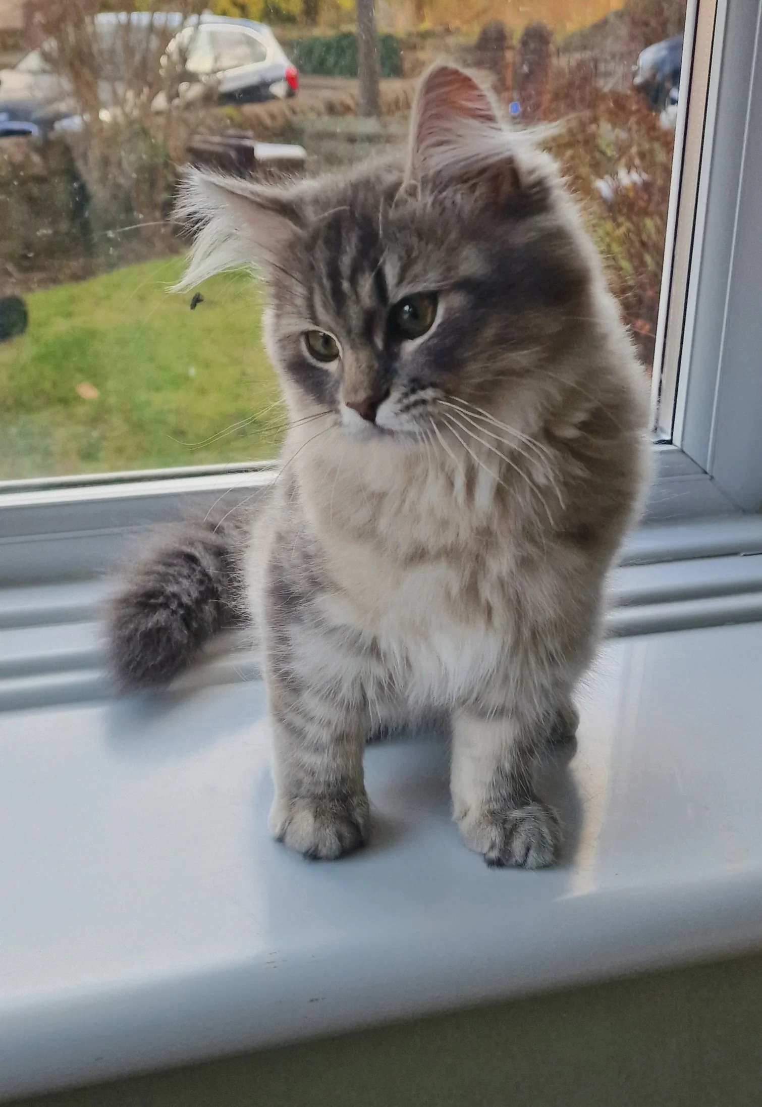 A fluffy gray tabby Siberian kitten sitting on a white windowsill, looking outside through the window at a grassy yard with trees and parked cars.