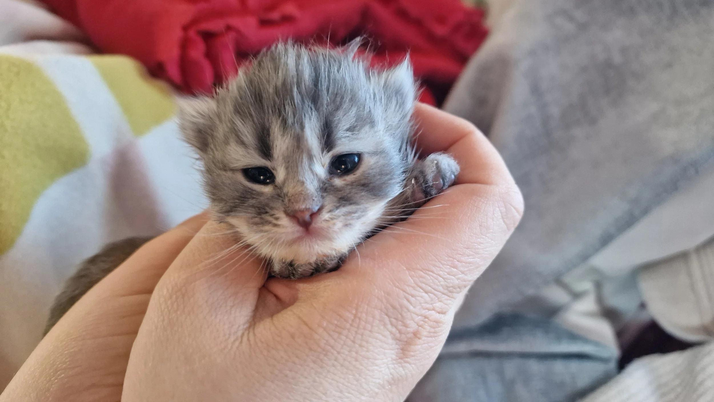 A tiny gray tabby kitten with black stripes, being gently held in a person's hand, with visible pink nose and closed eyes.