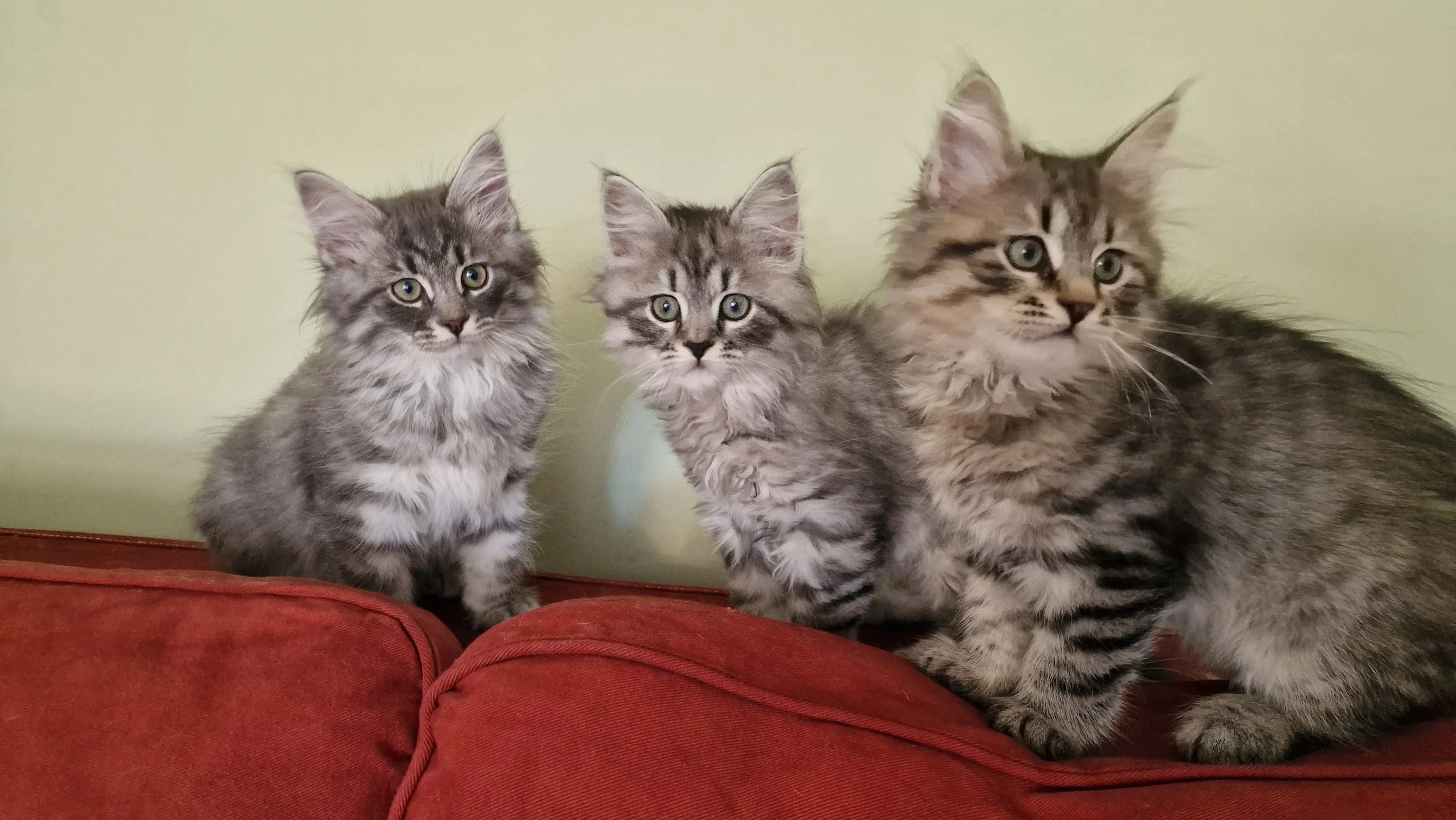 Three grey tabby kittens sitting on a red couch against a pale yellow wall.