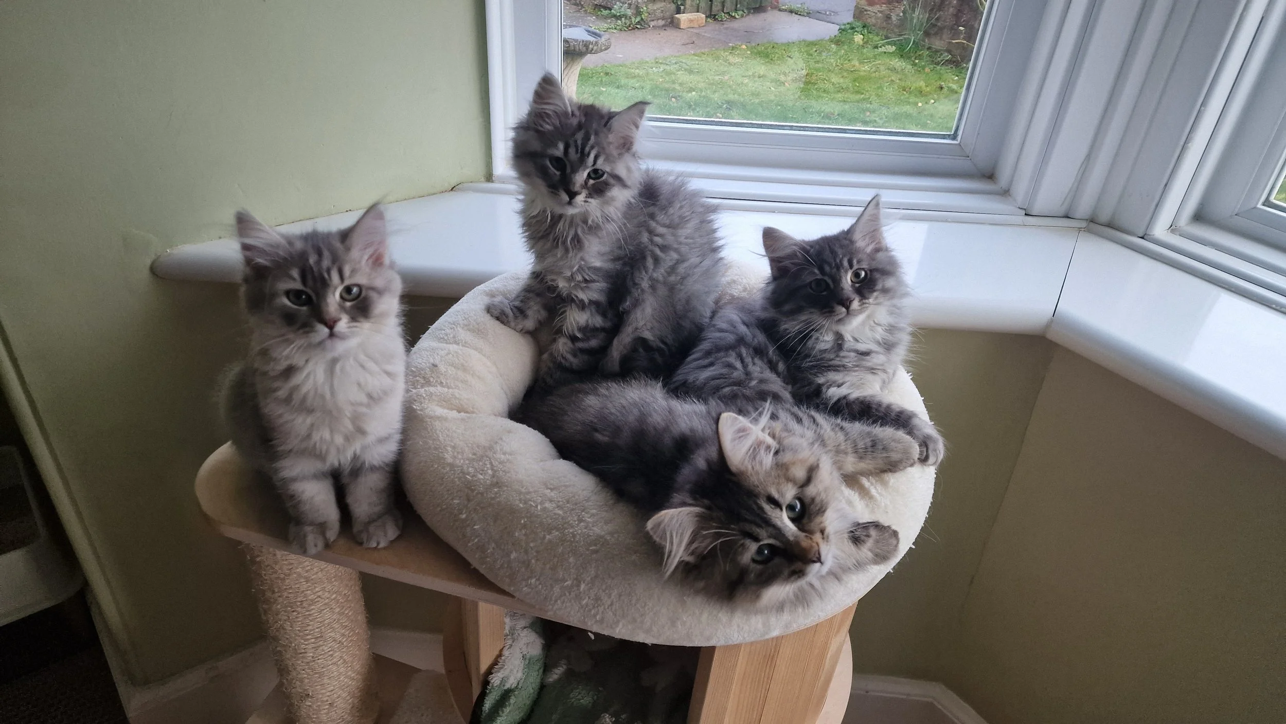 Five fluffy gray tabby kittens gathered on a beige cat tree near a window, with some laying and others sitting, looking at the camera.