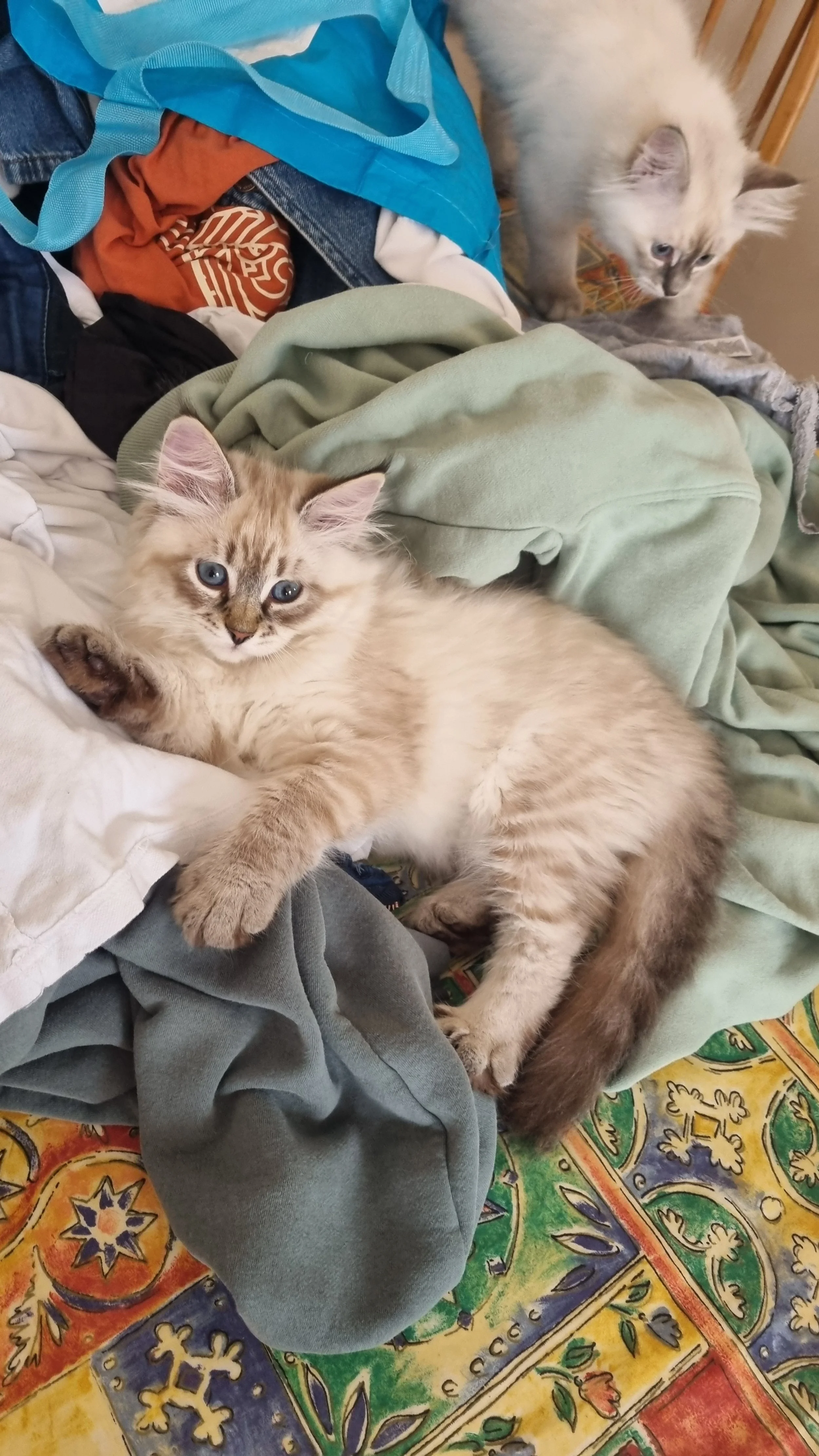 A fluffy beige kitten with blue eyes lying on a pile of clothes, with a white and gray kitten in the background looking down.