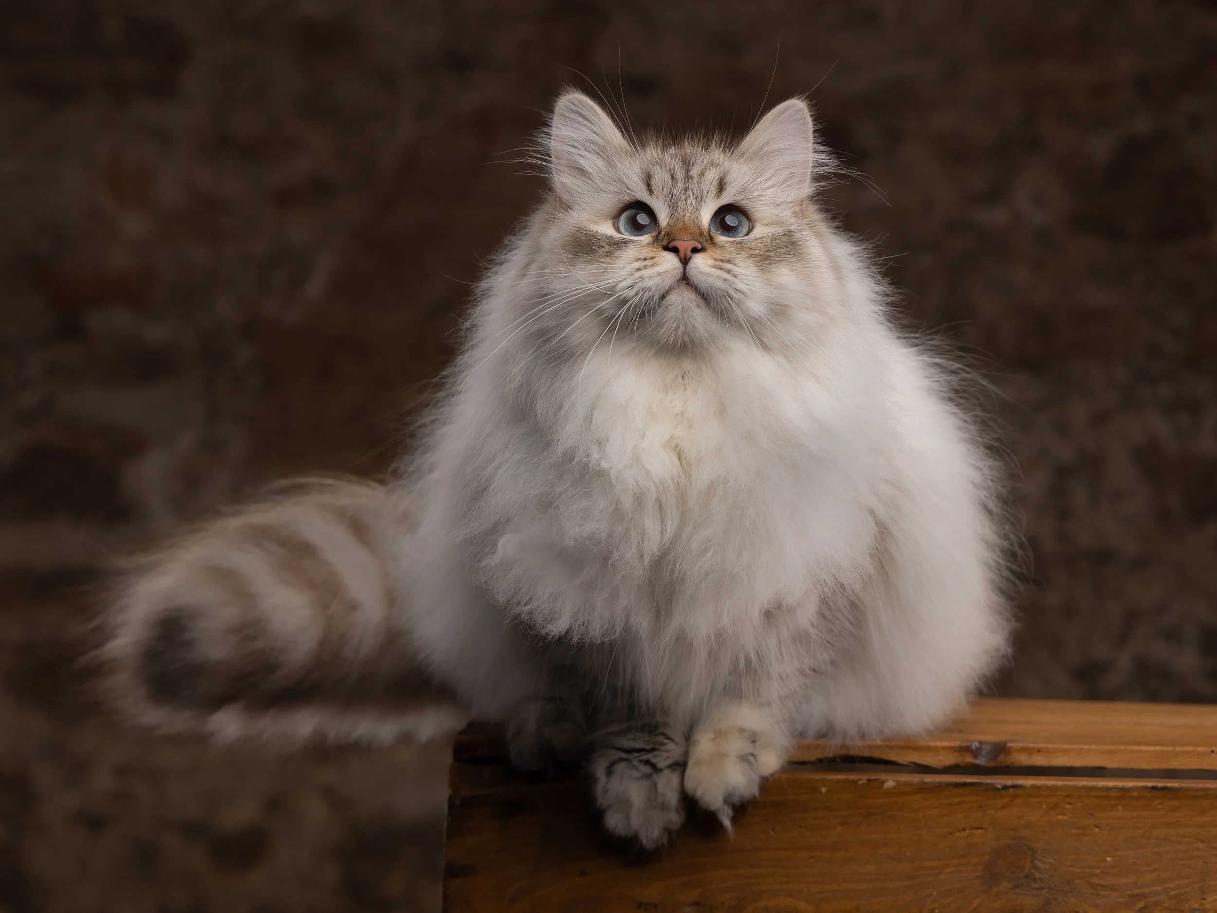 Fluffy gray and white colourpoint Siberan Neva Masquerade cat with blue eyes sitting on a wooden surface against a dark background.
