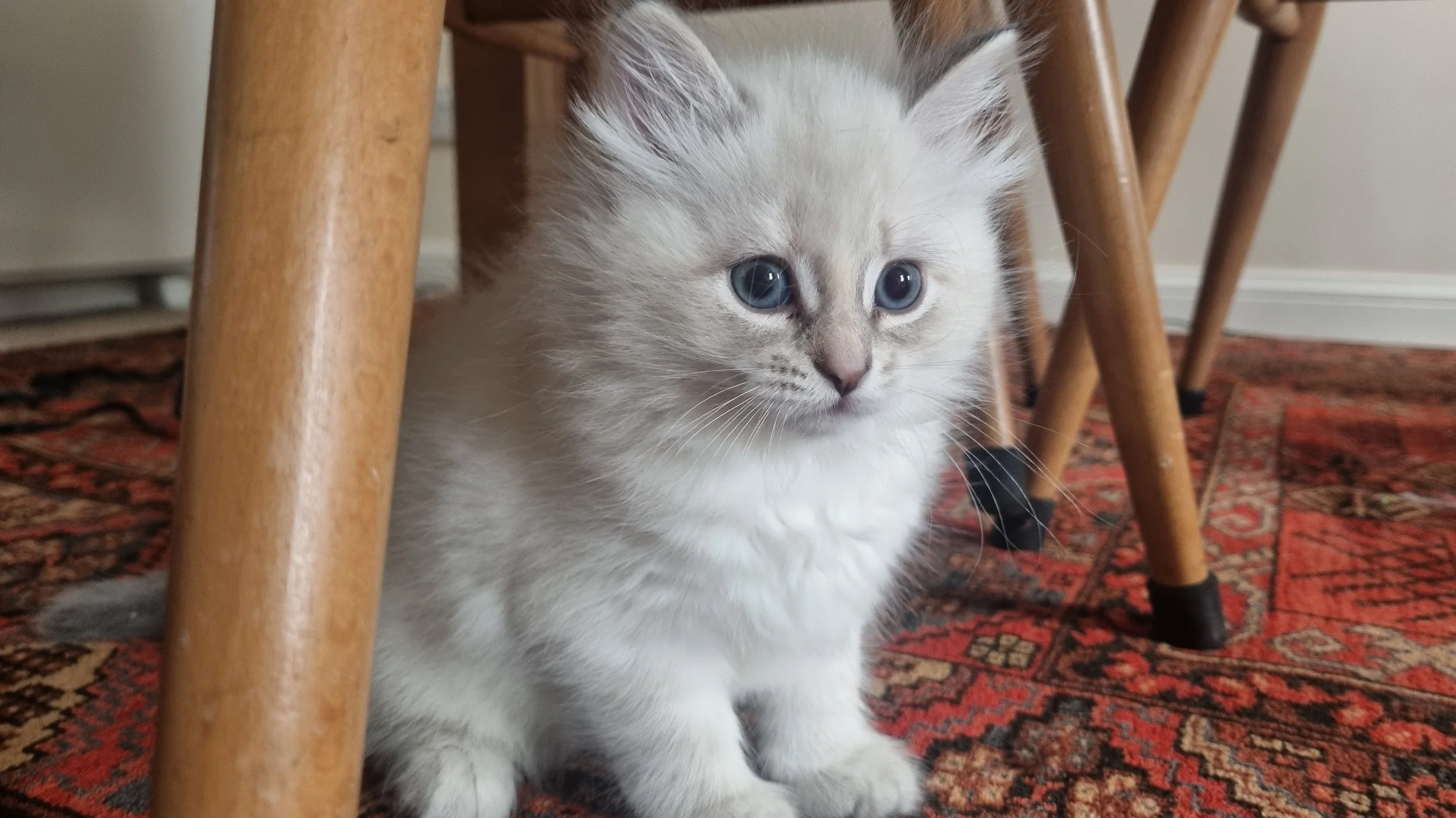 A fluffy white Siberian Neva Masquerade kitten with blue eyes sitting under wooden furniture on a patterned red carpet.