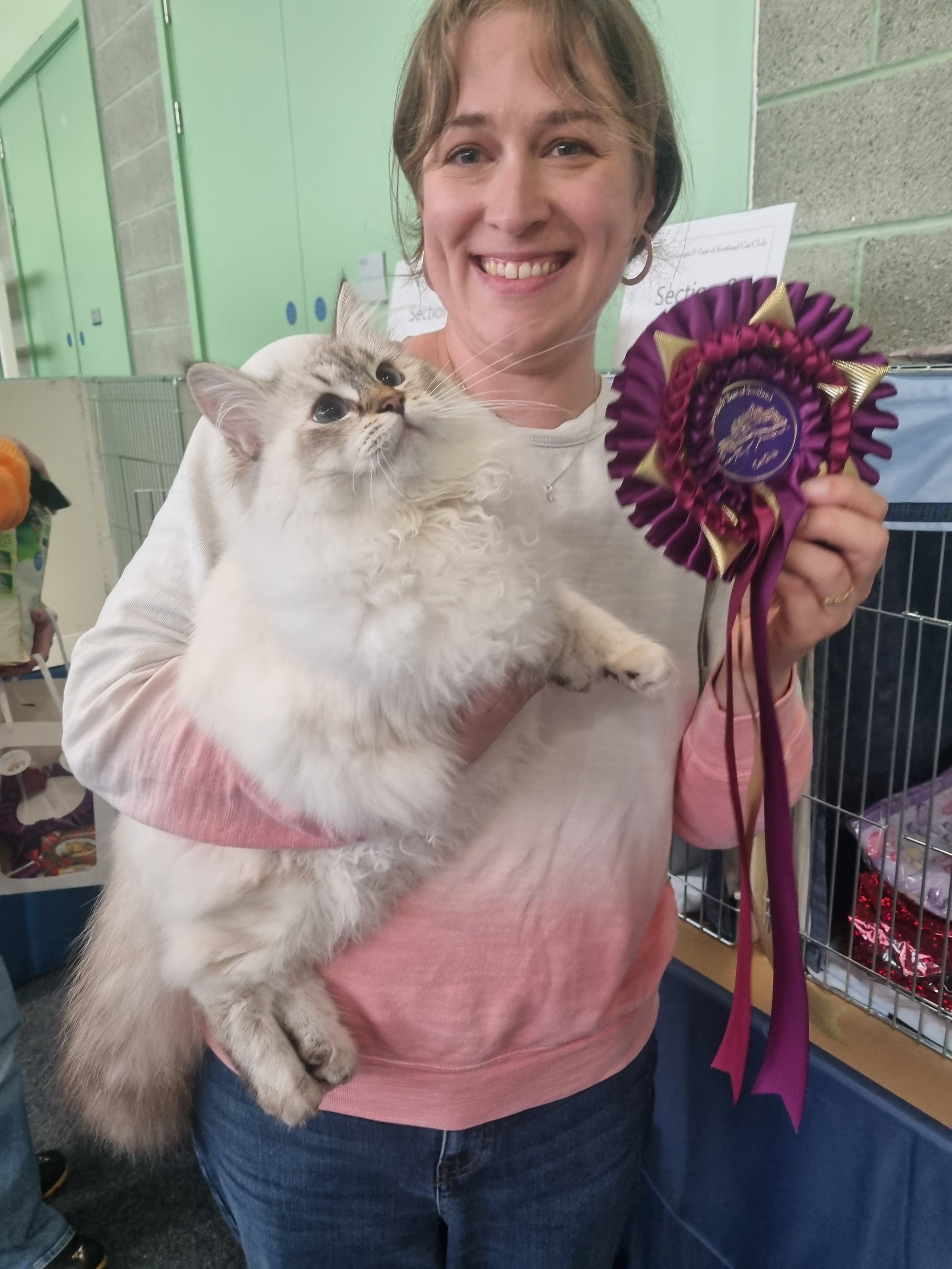A woman holding a large fluffy Siberian Neva Masquerade cat and a purple and gold award ribbon at a cat show.