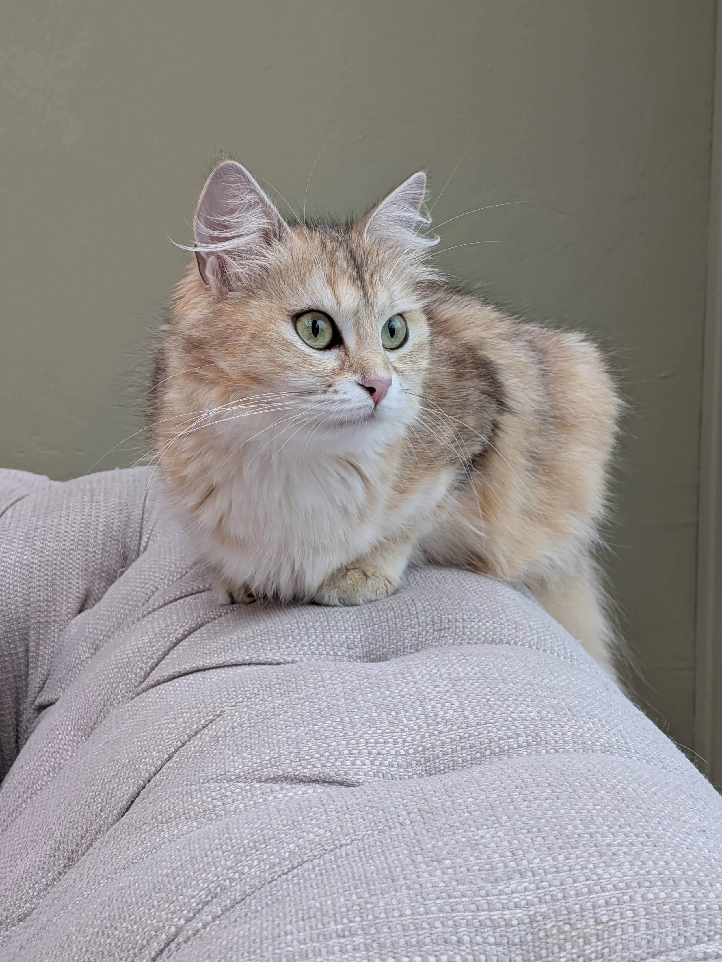 Anoush (retired)