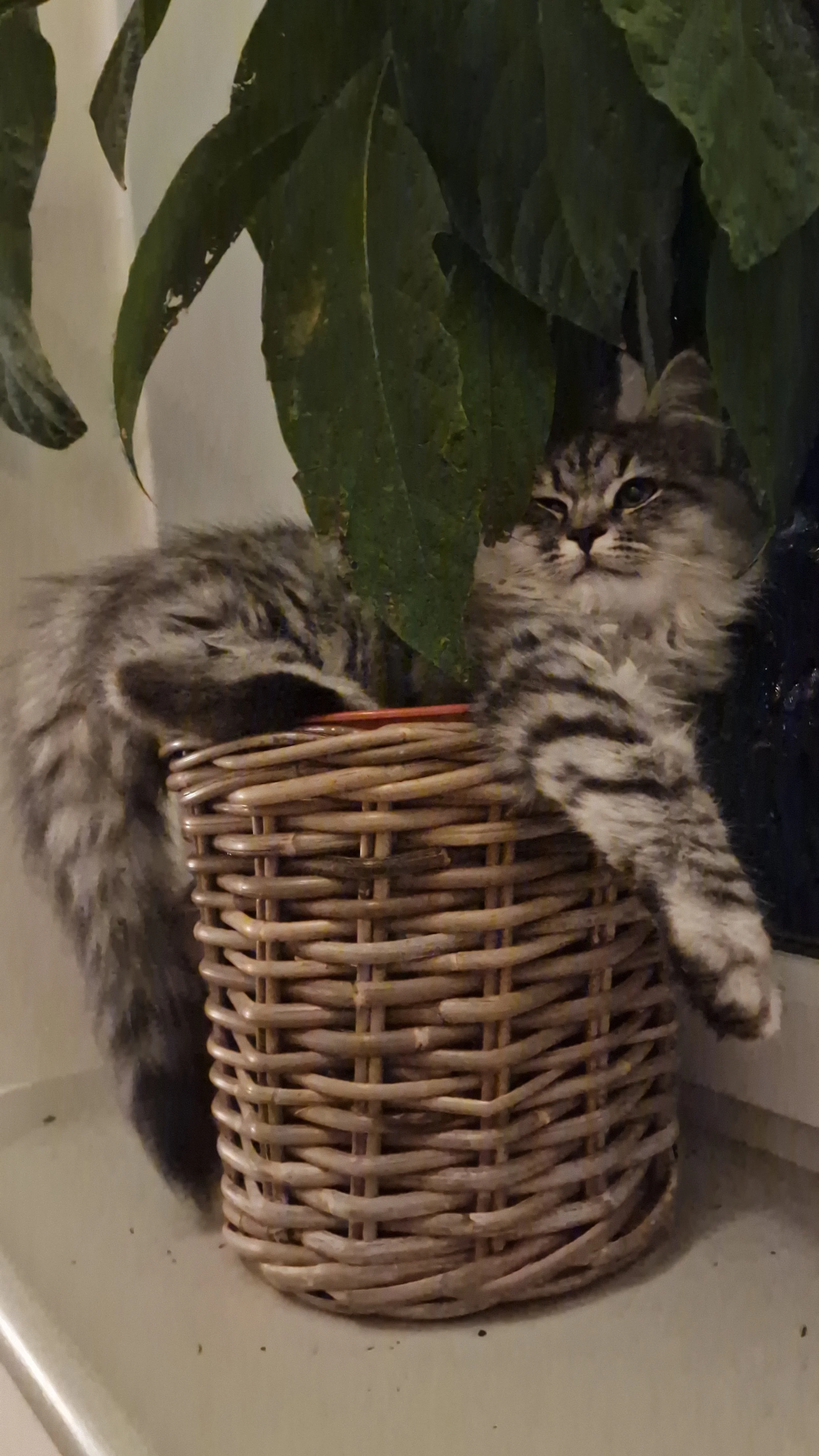 A gray tabby siberian kitten playing in a potted plant with large green leaves on a windowsill.