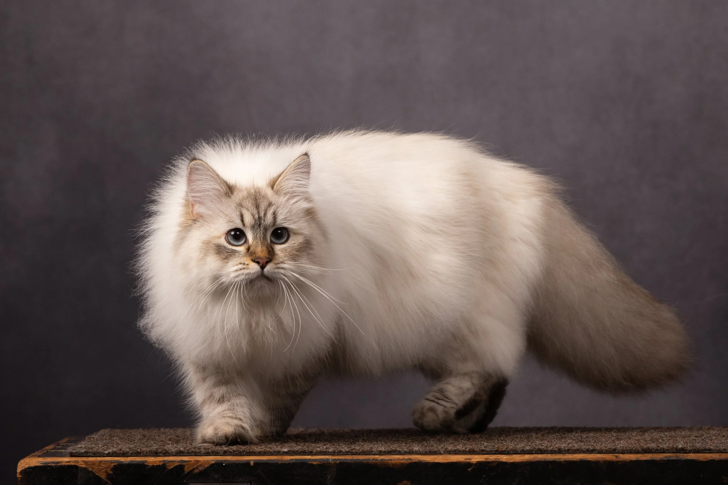 Colourpoint Siberian or Neva Masquerade cat with blue eyes standing on a wooden surface against a dark background.